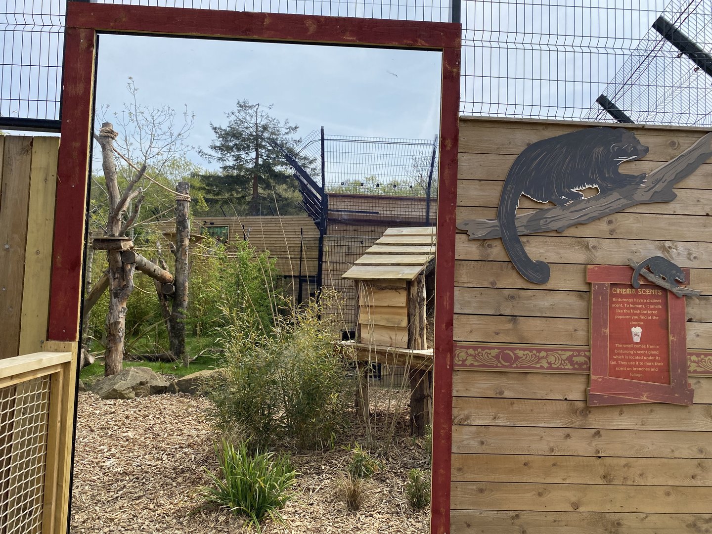 Binturong enclosure in new area PWP