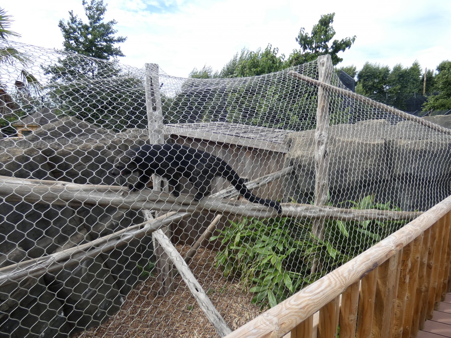 Binturong enclosure