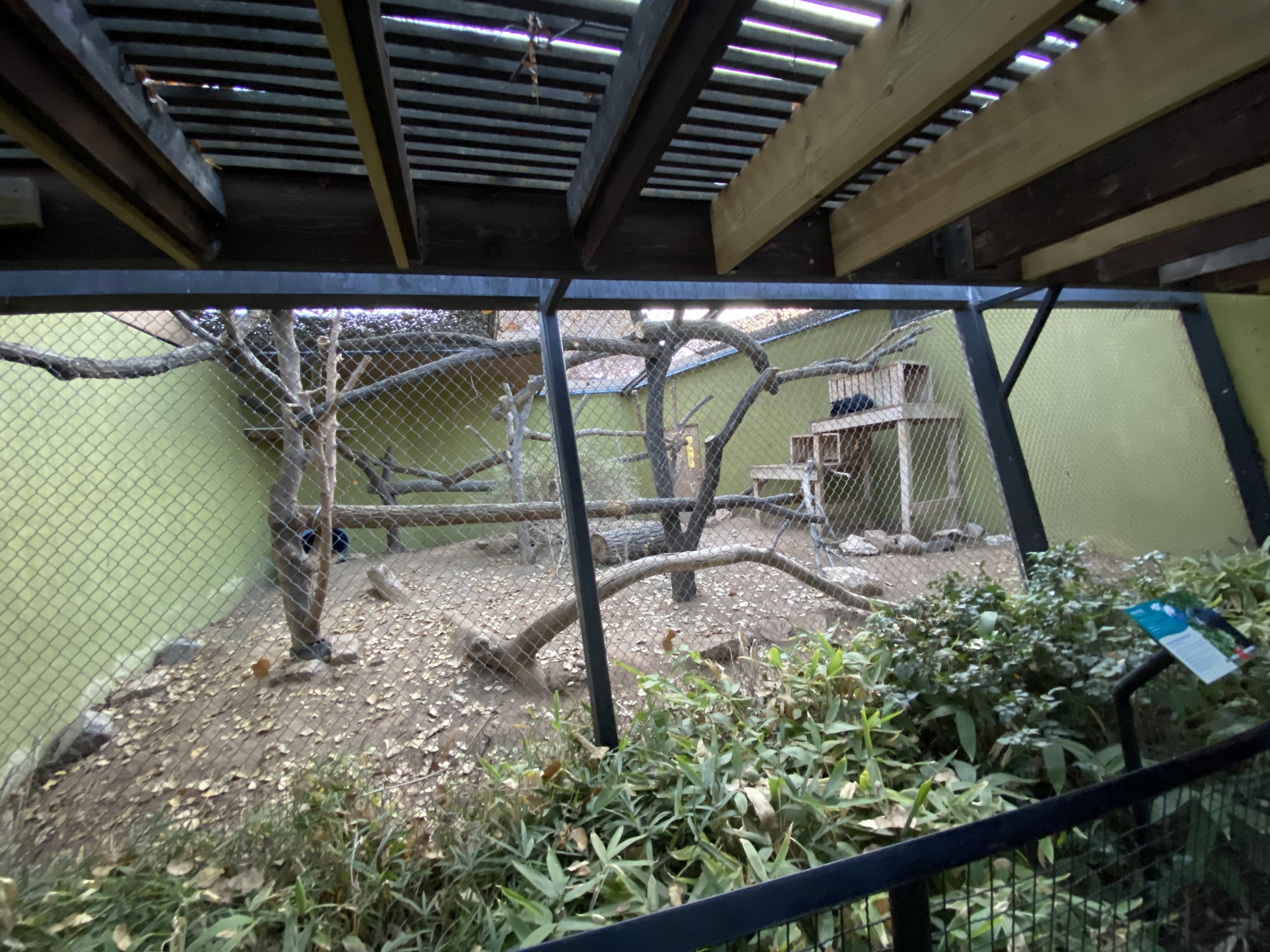 Binturong Enclosure
