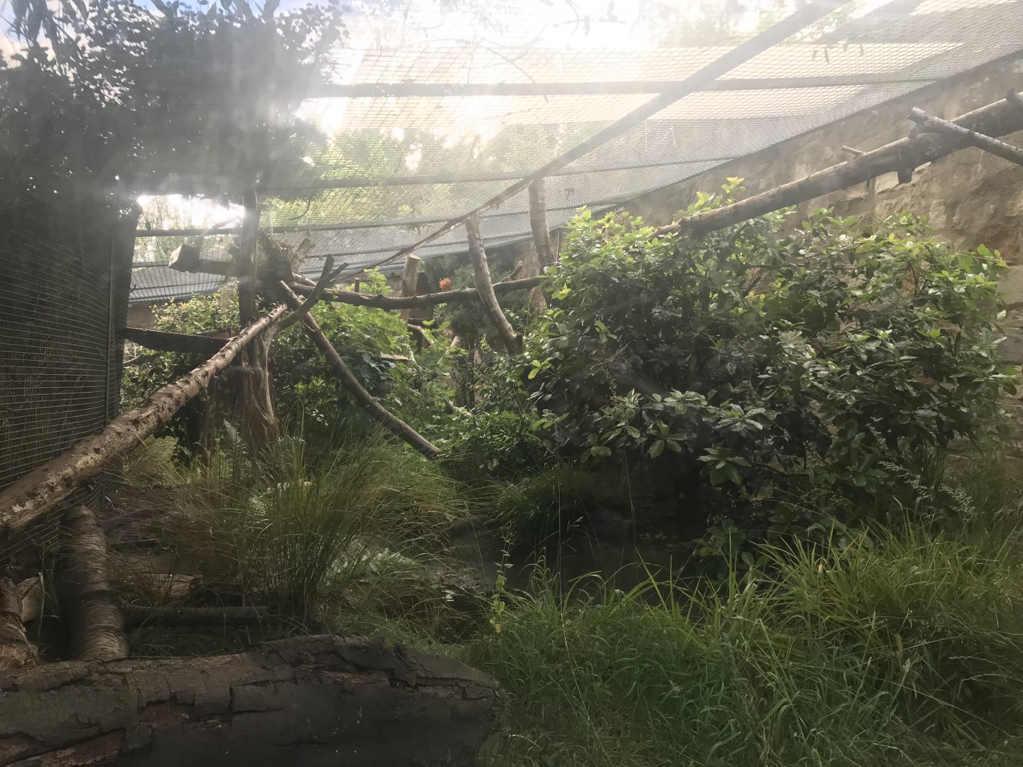 Binturong enclosure