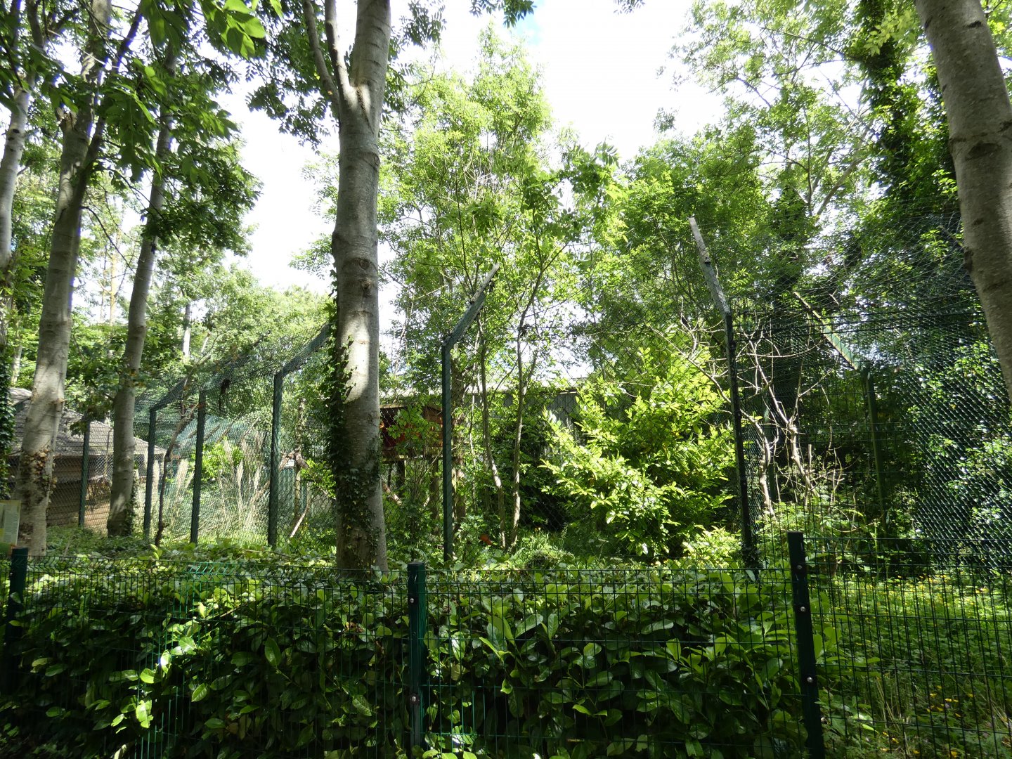 Binturong enclosure