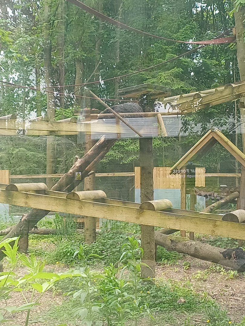 Binturong enclosure