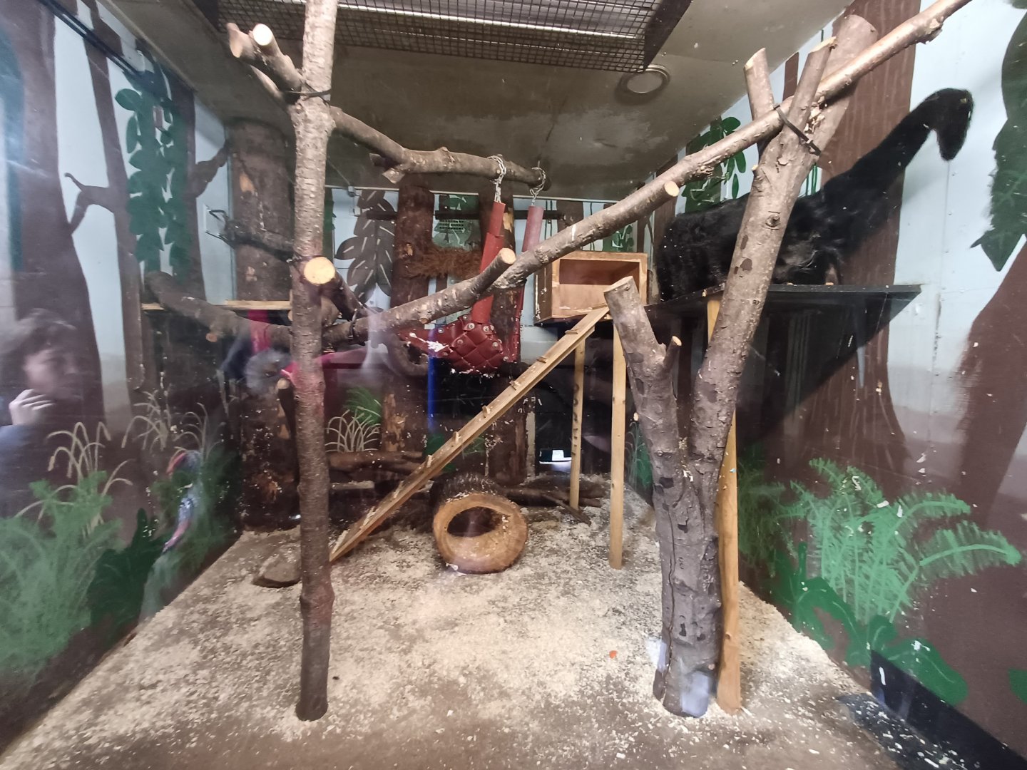 Binturong- enclosure