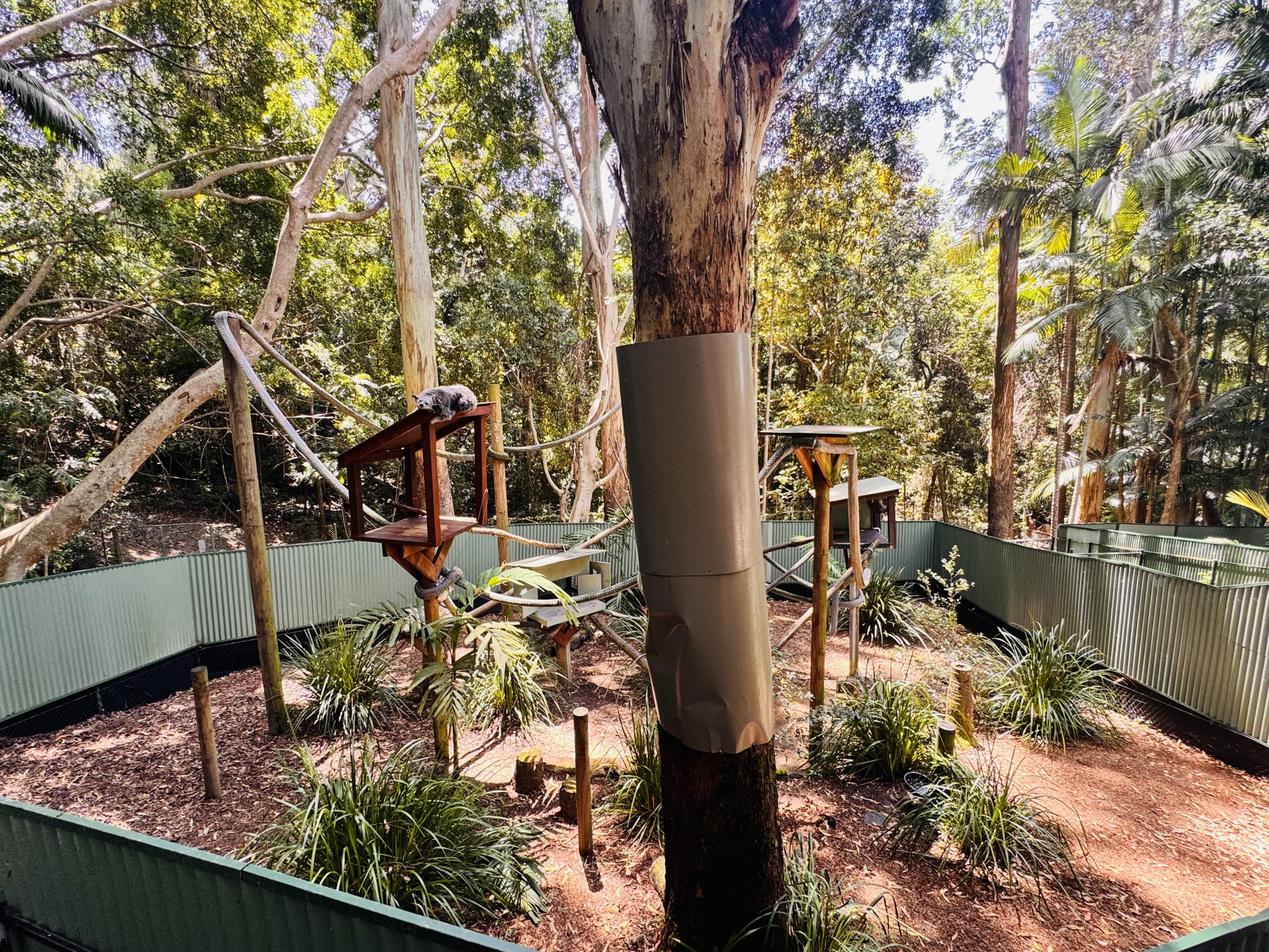 Binturong enclosure