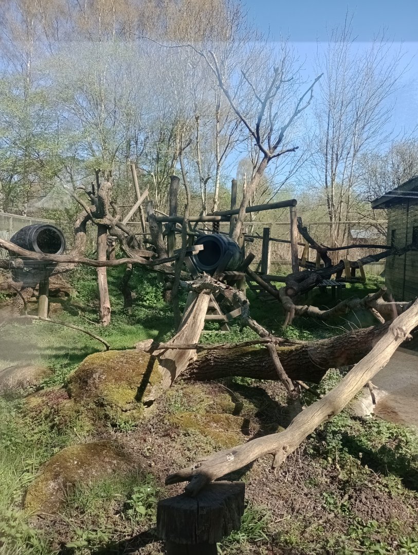 Binturong enclosure