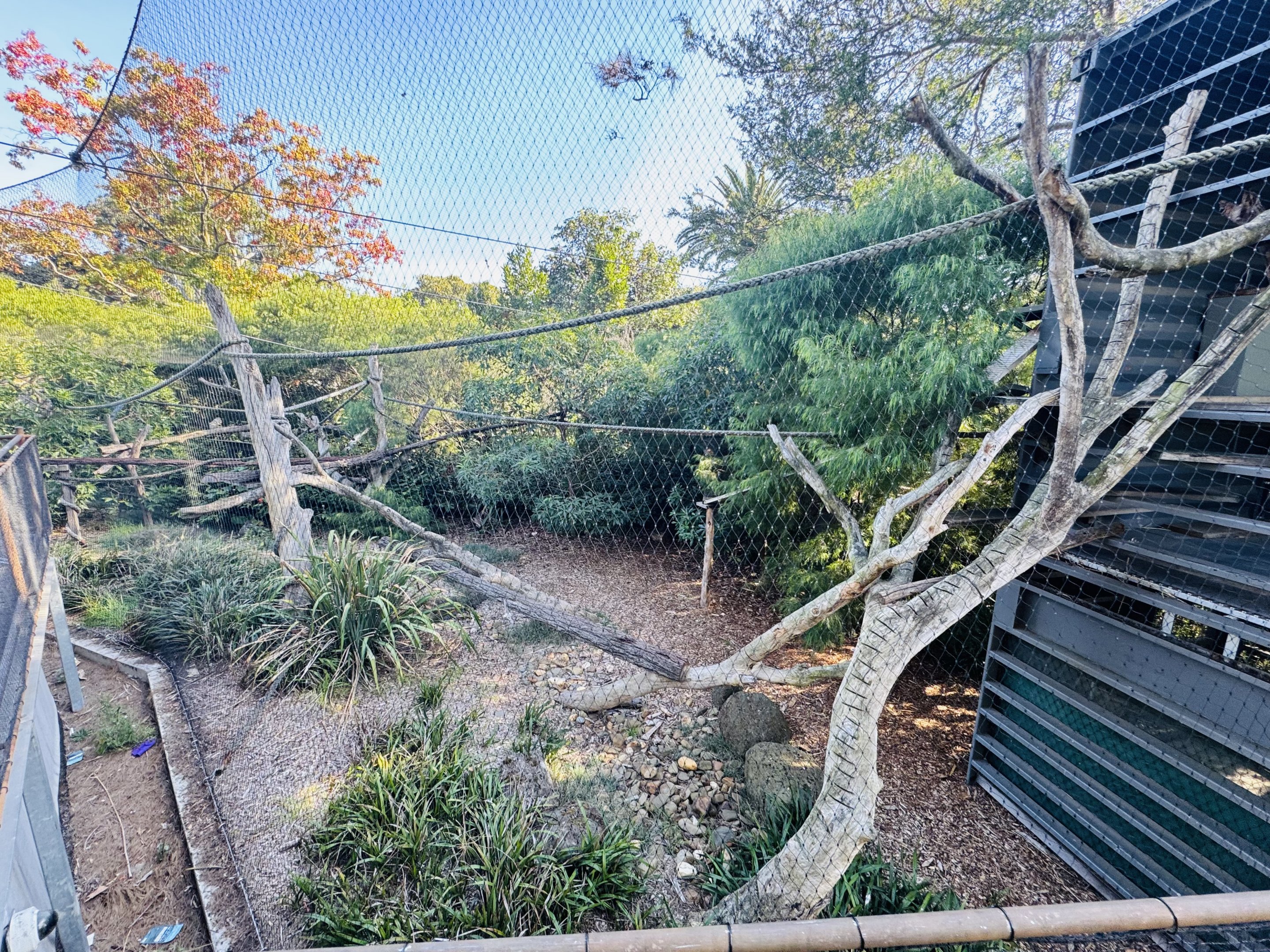 Binturong enclosure