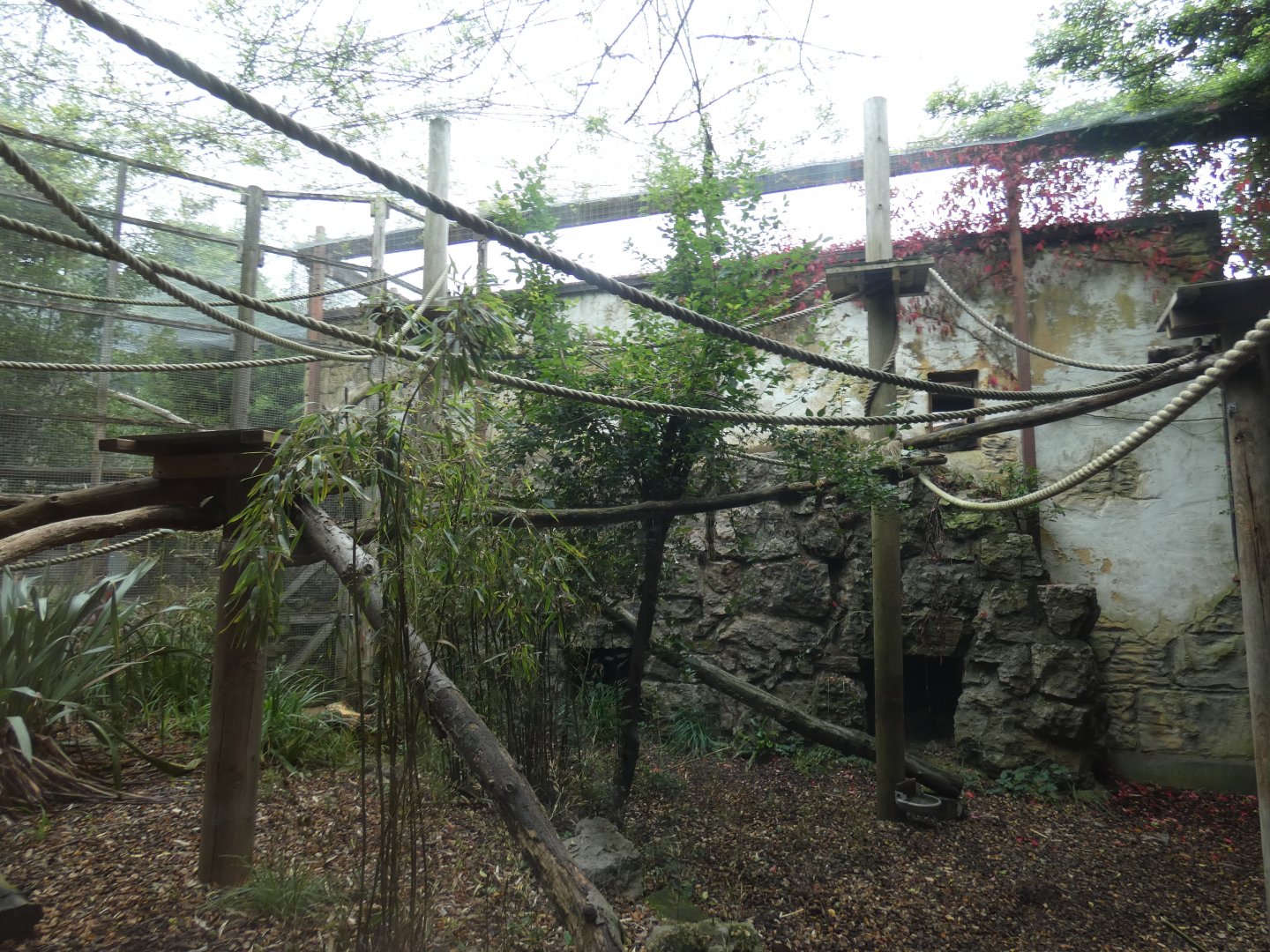 Binturong enclosure