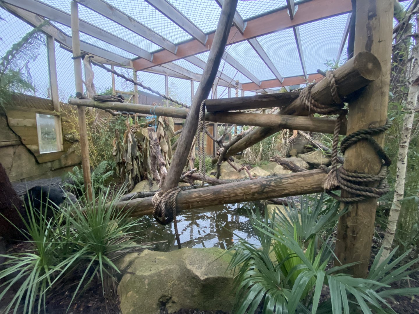 Binturong exhibit 040124