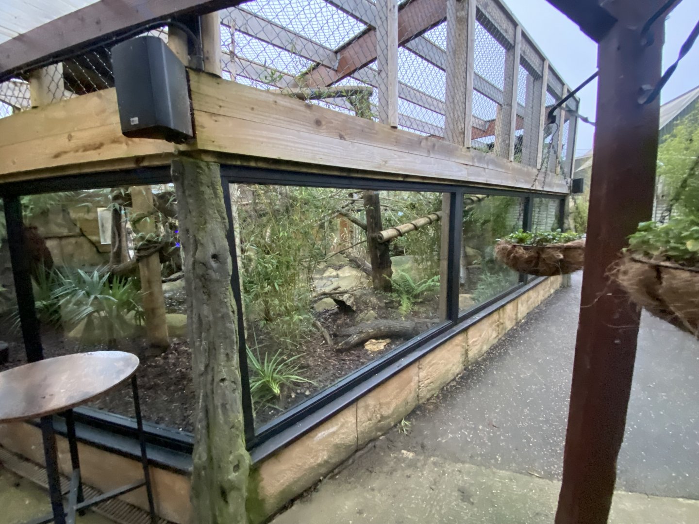 Binturong exhibit 040124