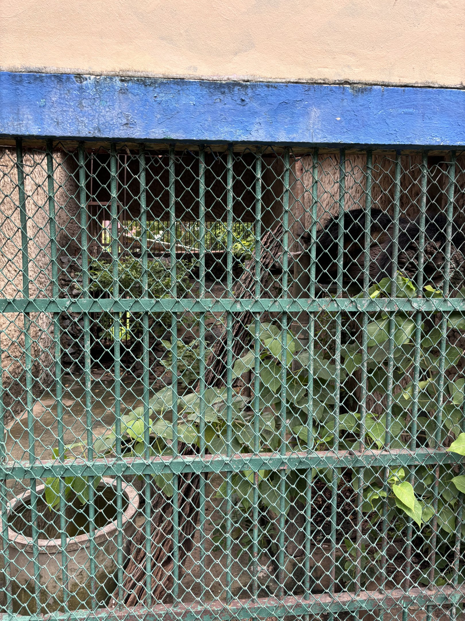 Binturong Exhibit #1 - Lopburi Zoo