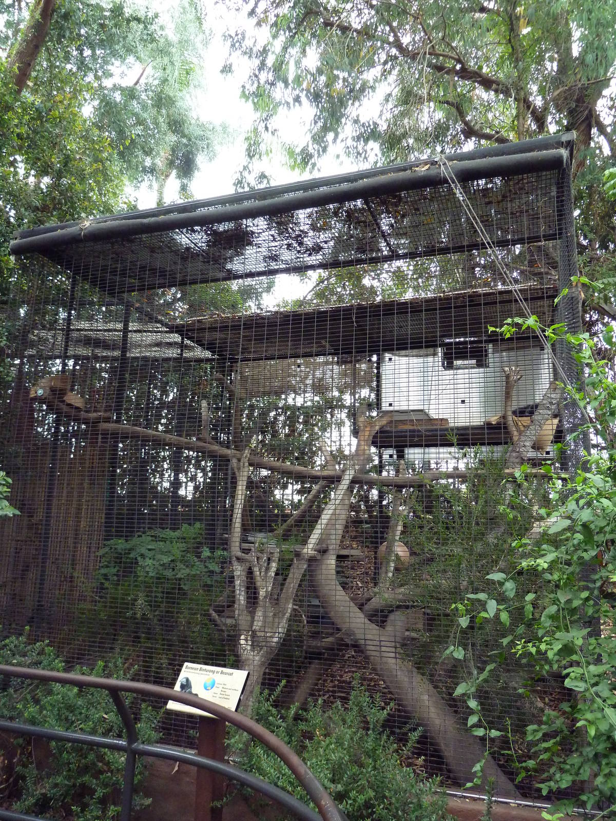 Binturong Exhibit #1