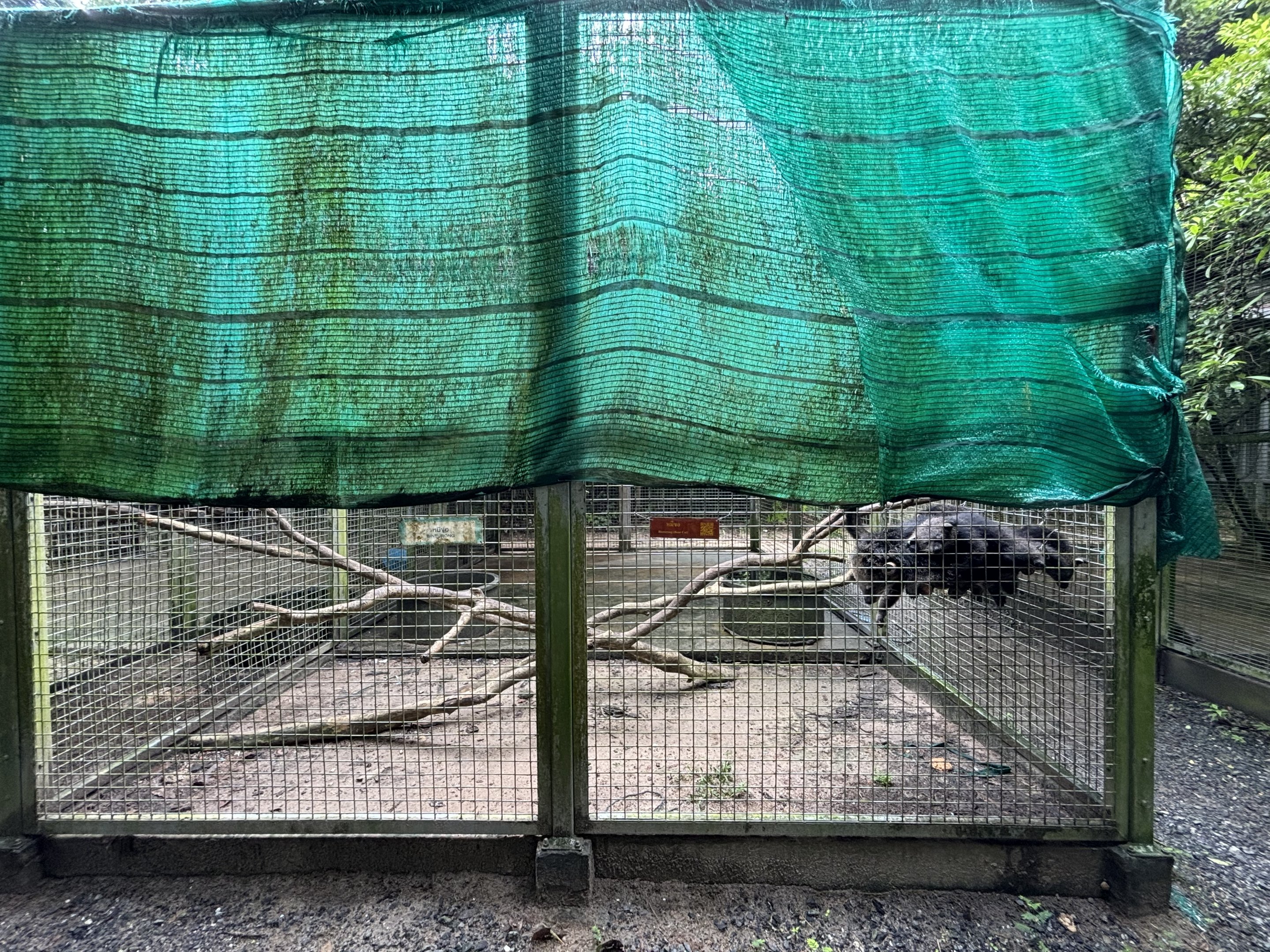 Binturong Exhibit #1