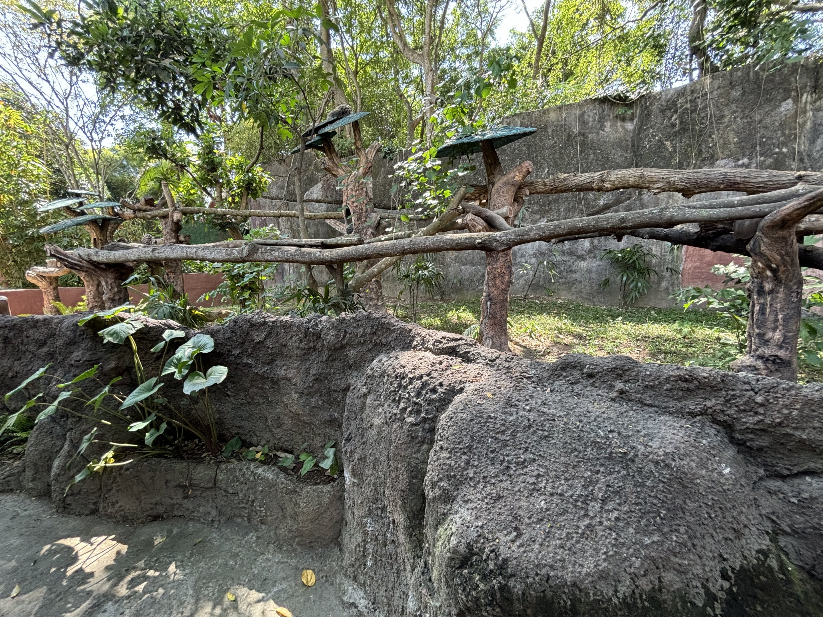 Binturong Exhibit #1