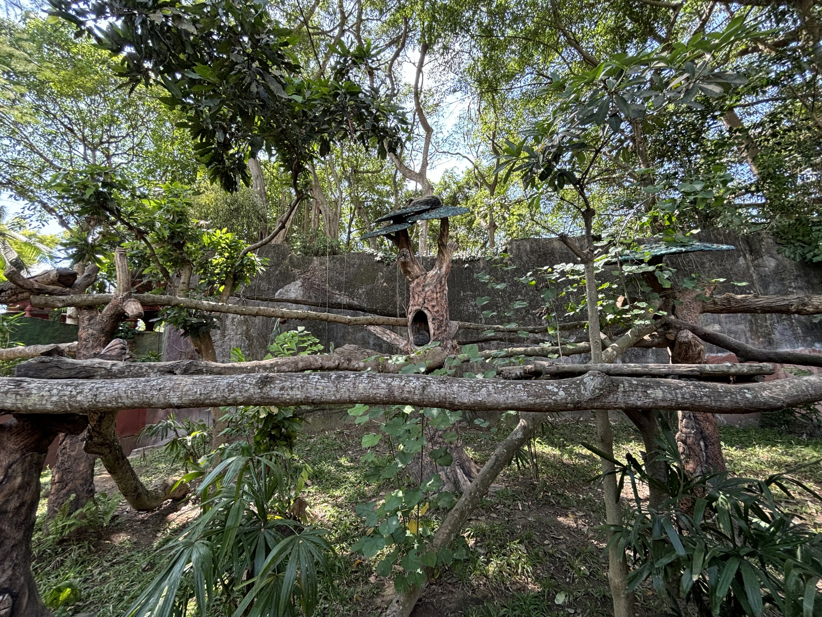 Binturong Exhibit #1