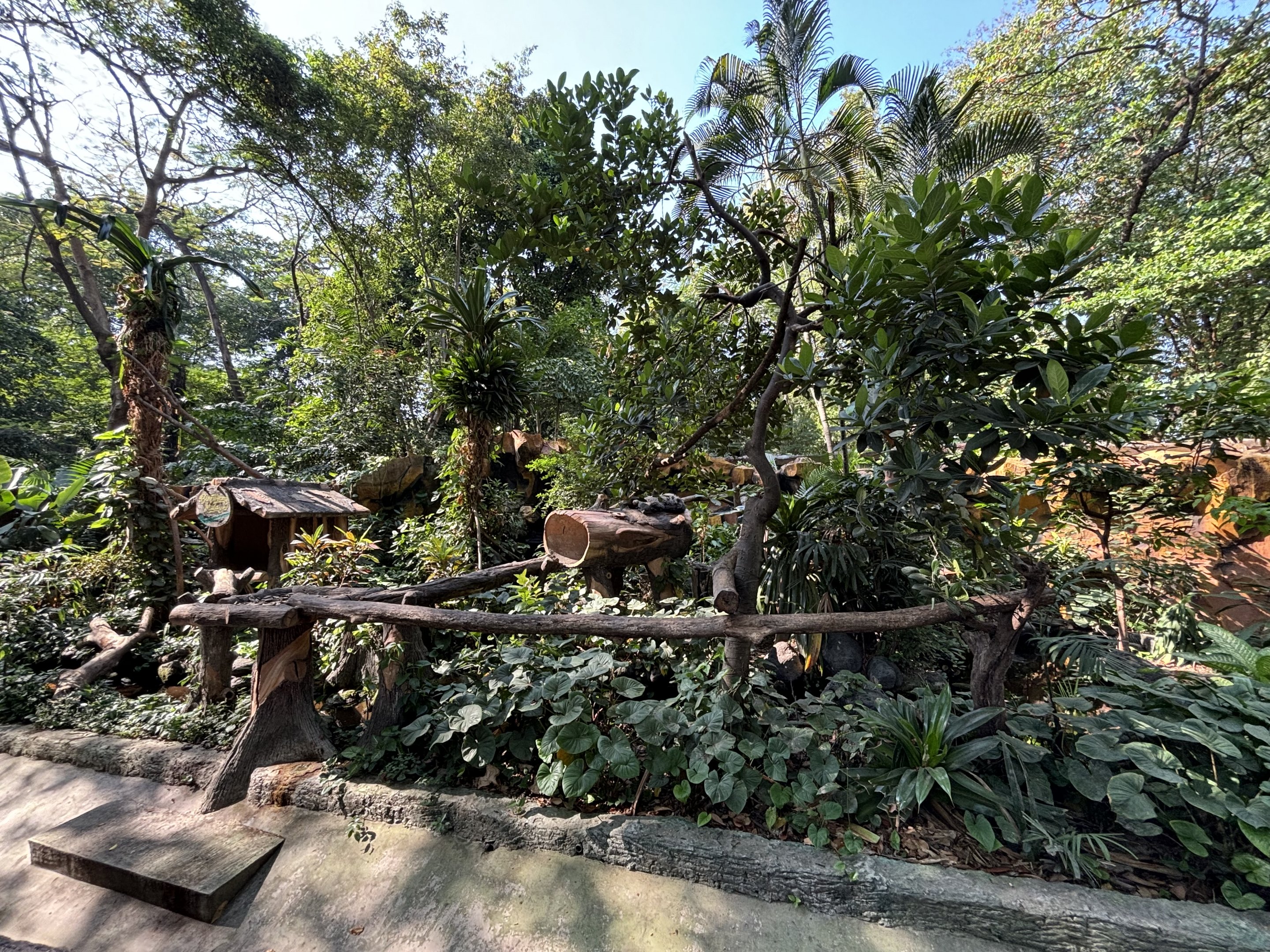 Binturong Exhibit #1