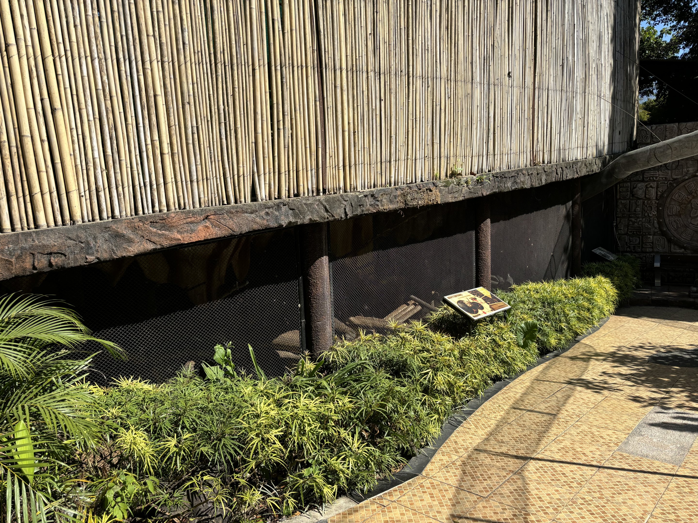 Binturong Exhibit #1