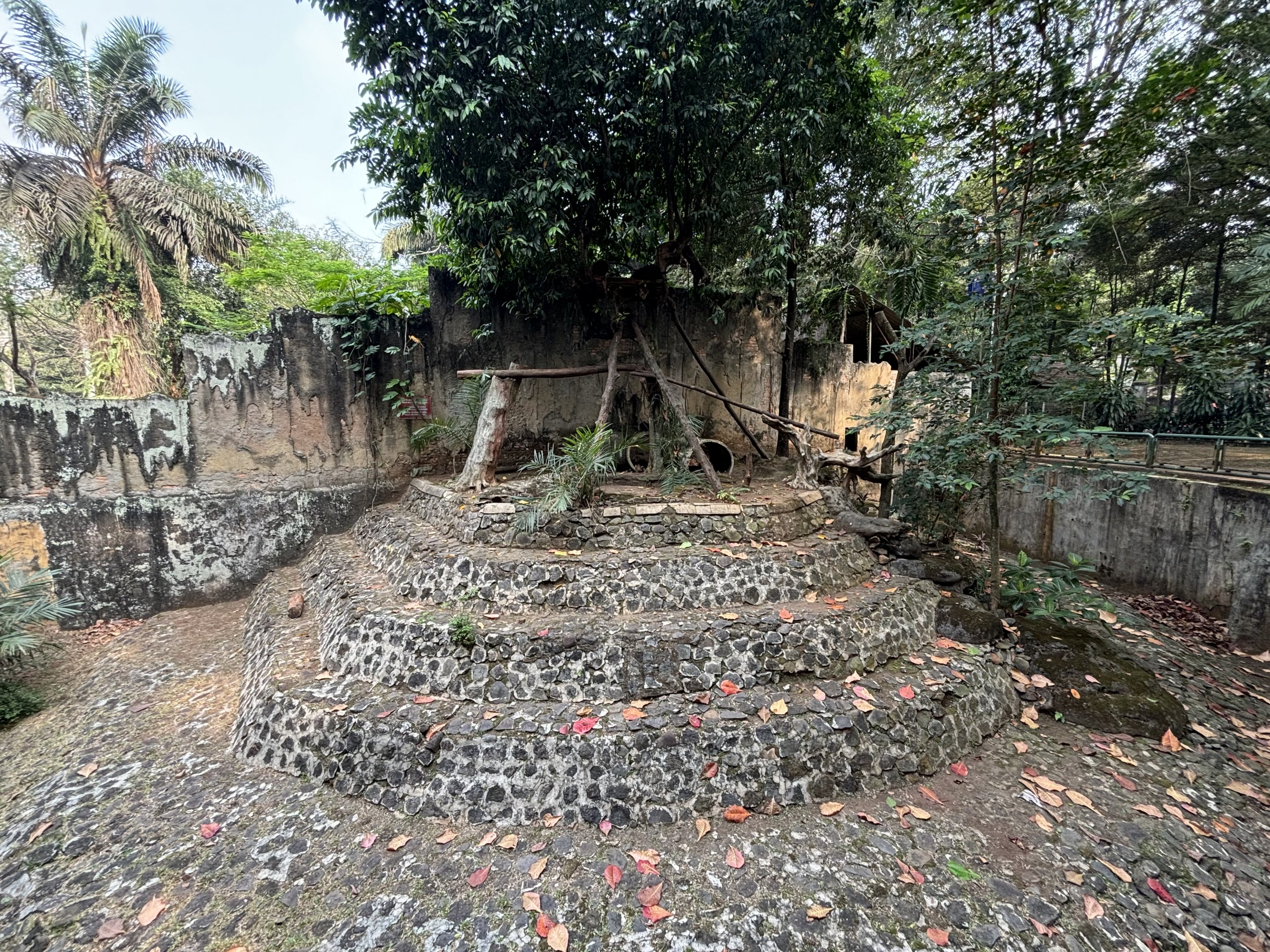 Binturong Exhibit #1