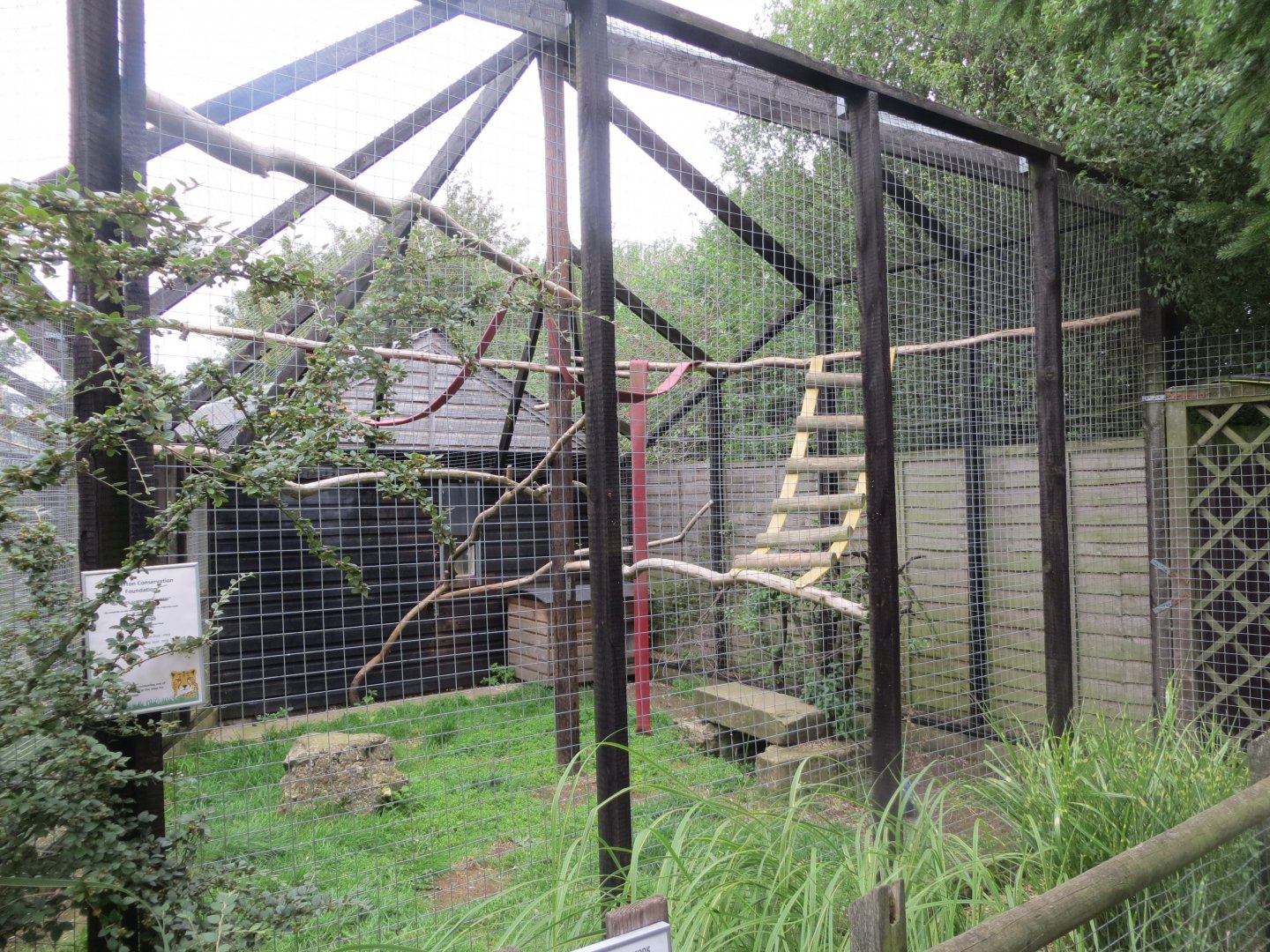 Binturong exhibit 100819