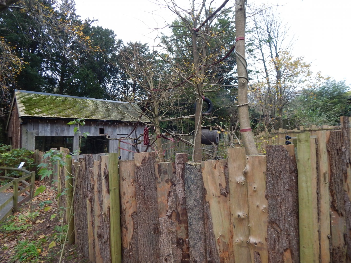 Binturong exhibit 111224