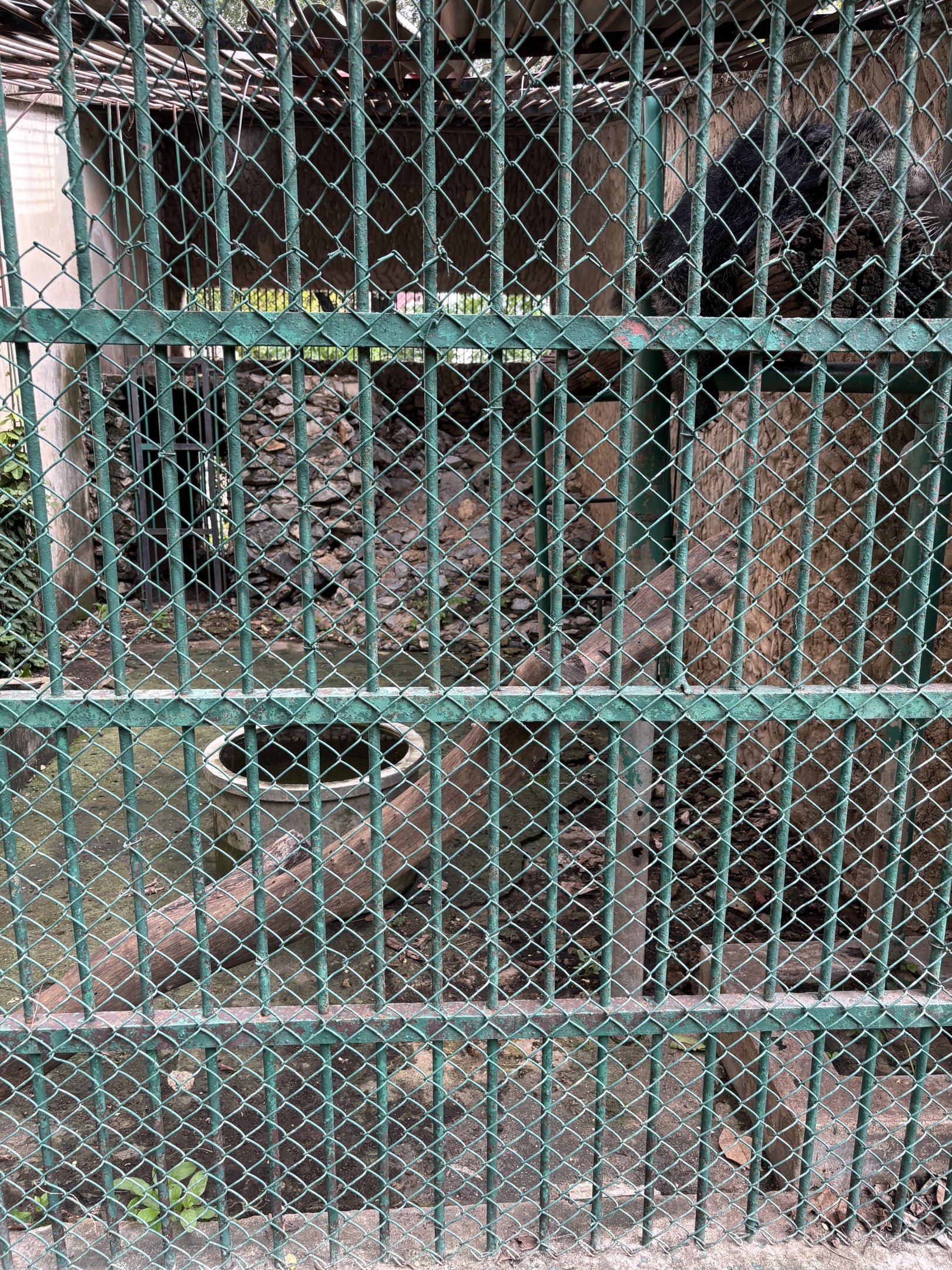 Binturong Exhibit #2 - Lopburi Zoo