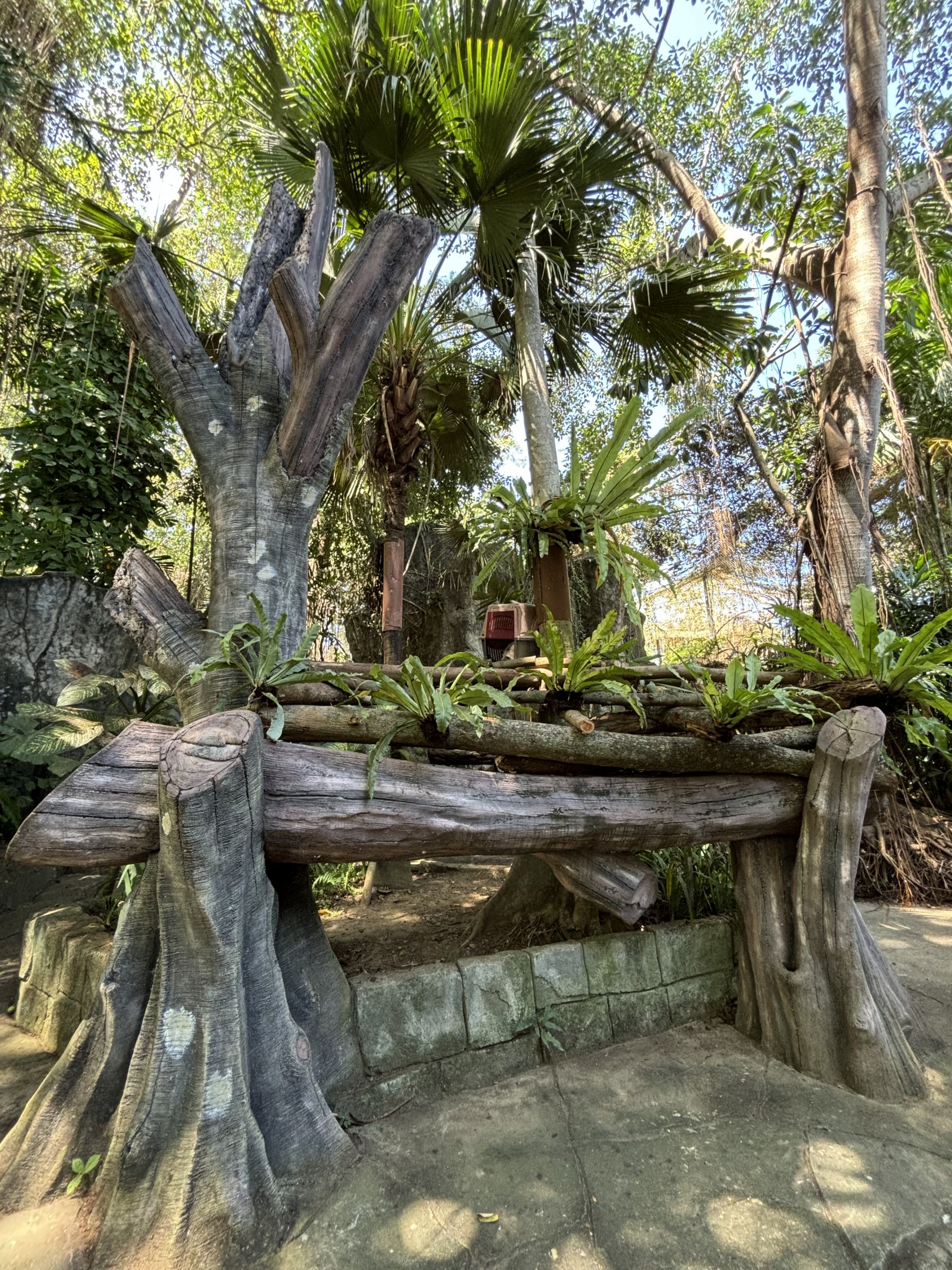 Binturong Exhibit #2 - zero barriers