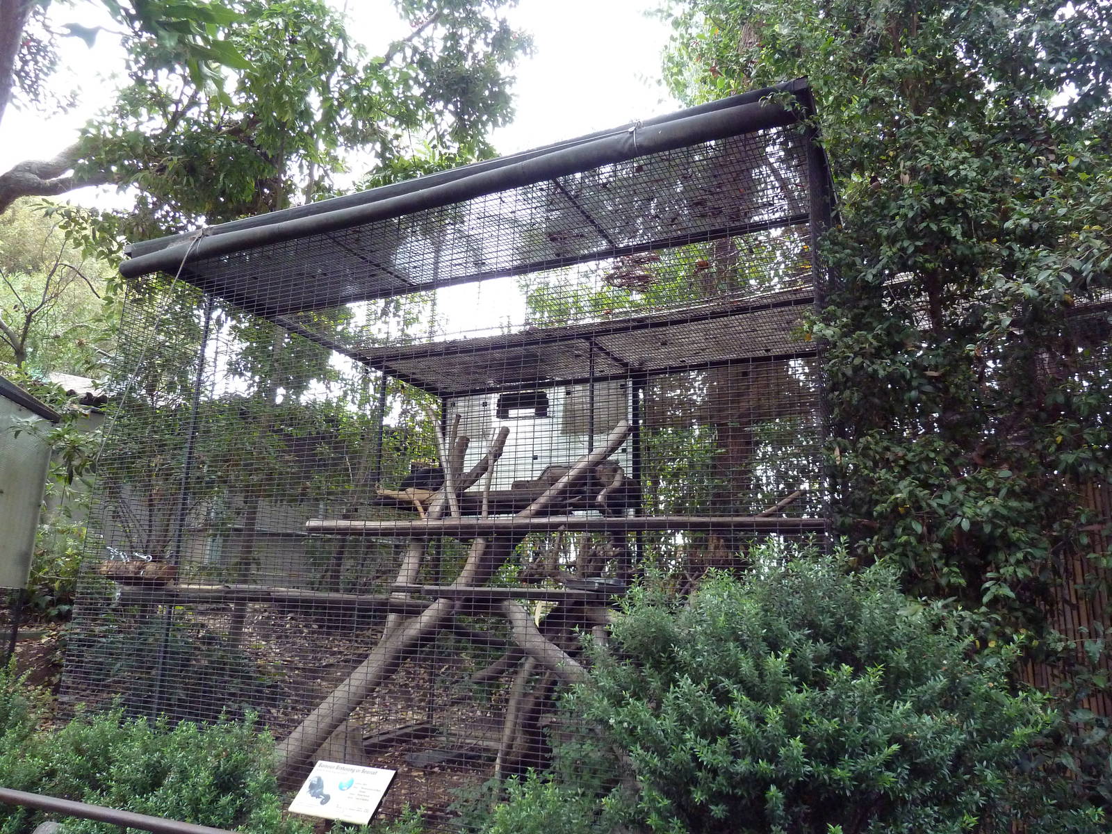 Binturong Exhibit #2