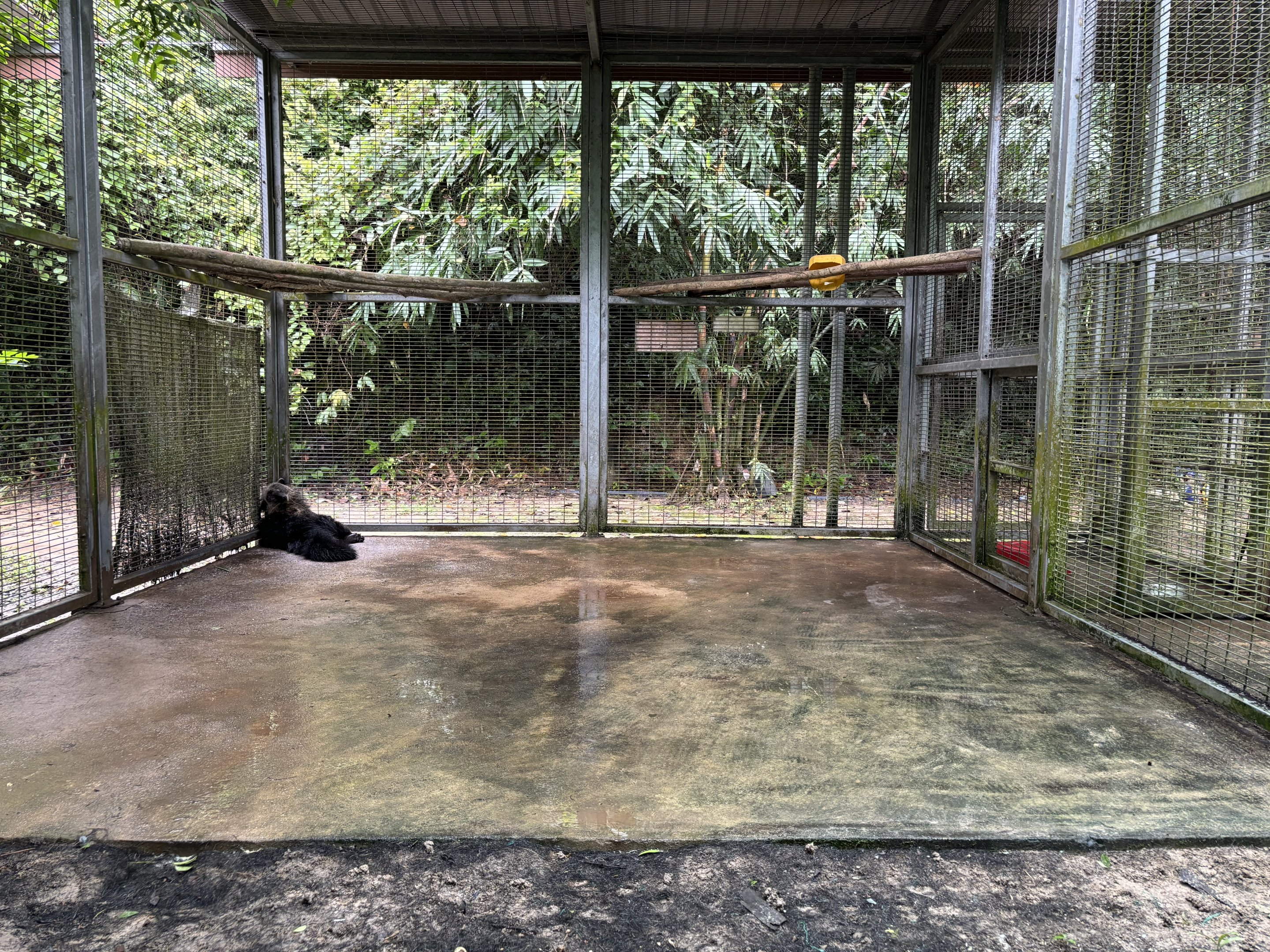 Binturong Exhibit #2