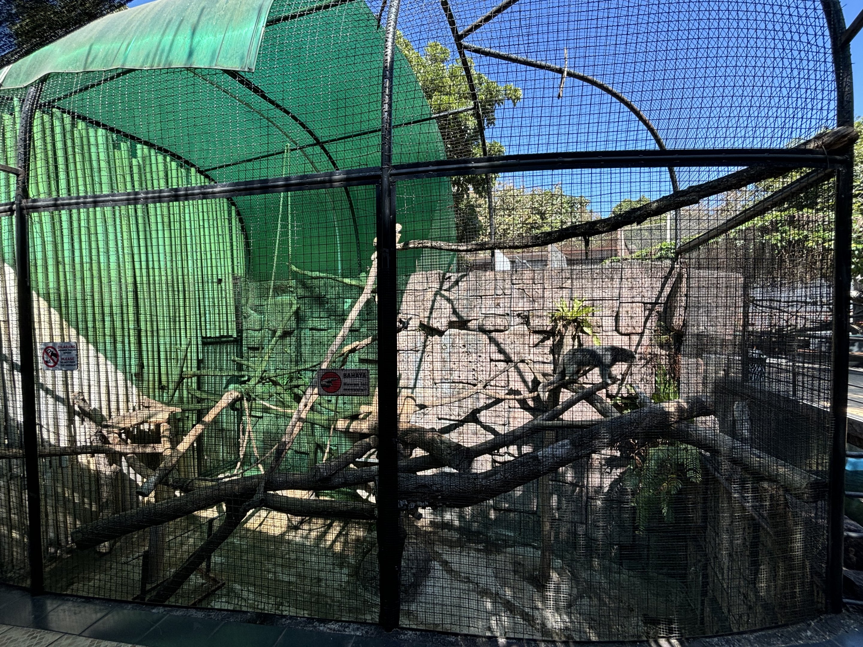 Binturong Exhibit #2