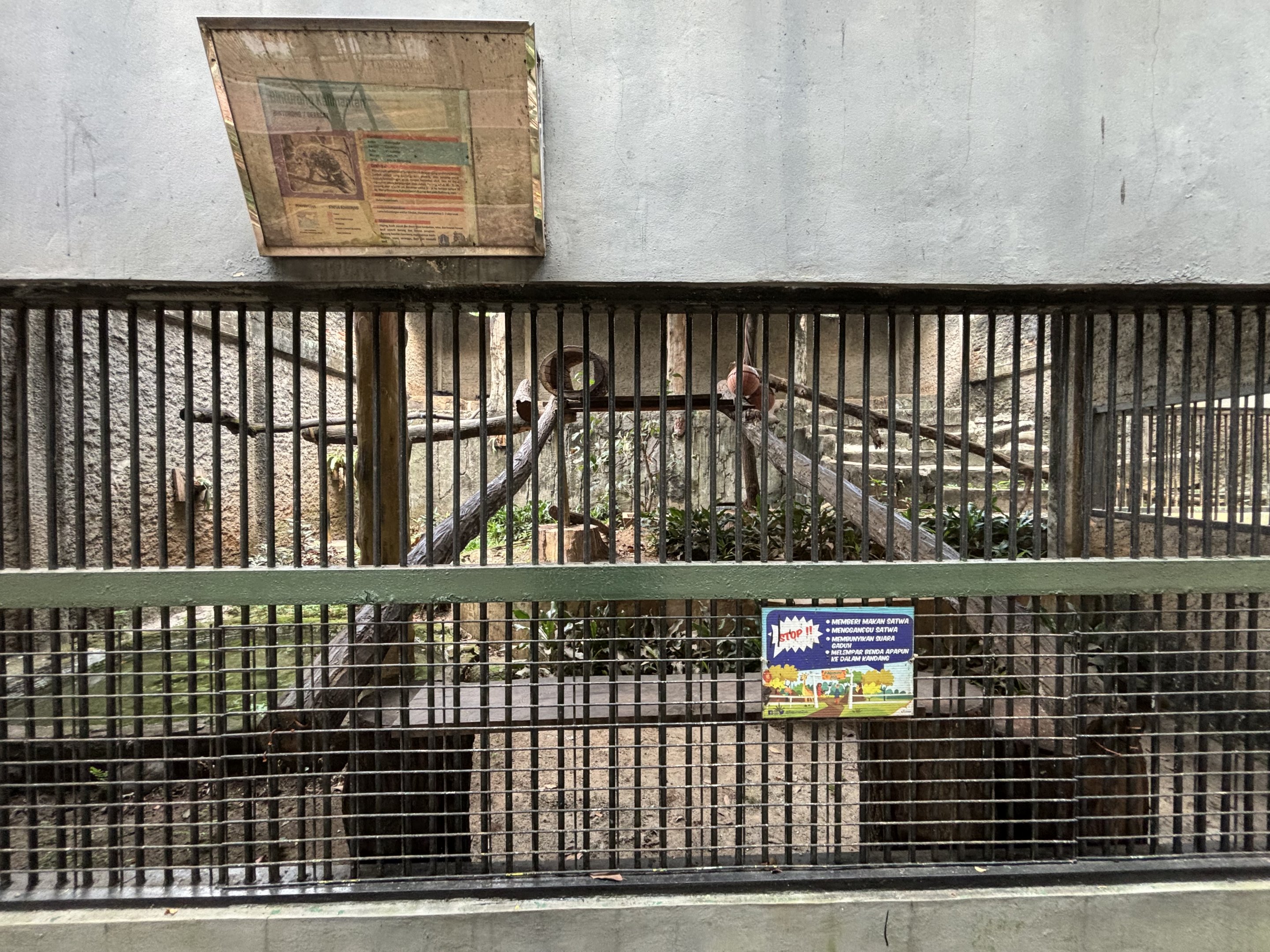 Binturong Exhibit #2