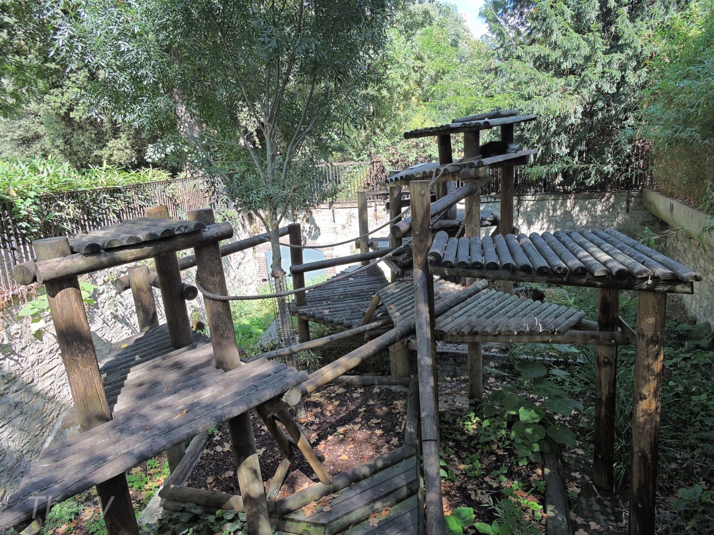 Binturong exhibit [2015]