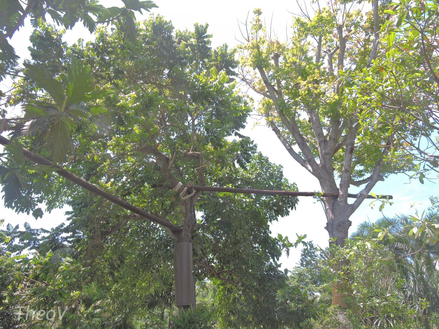 Binturong exhibit [2016]