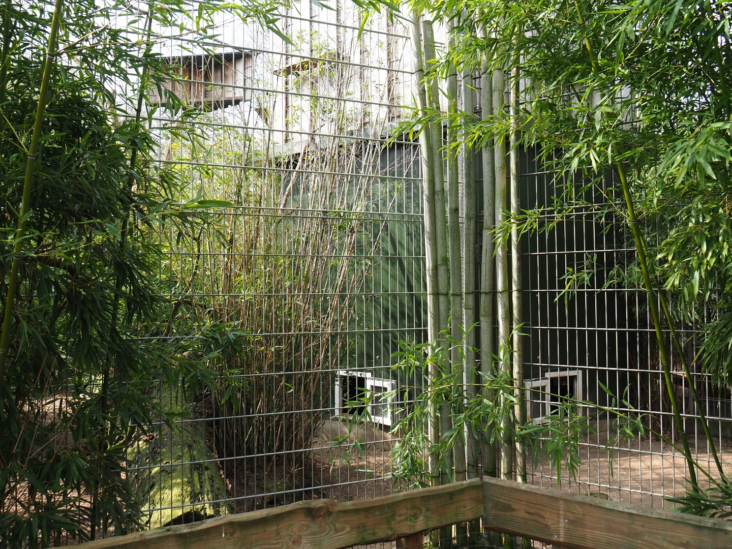 Binturong exhibit, 2019-04-06