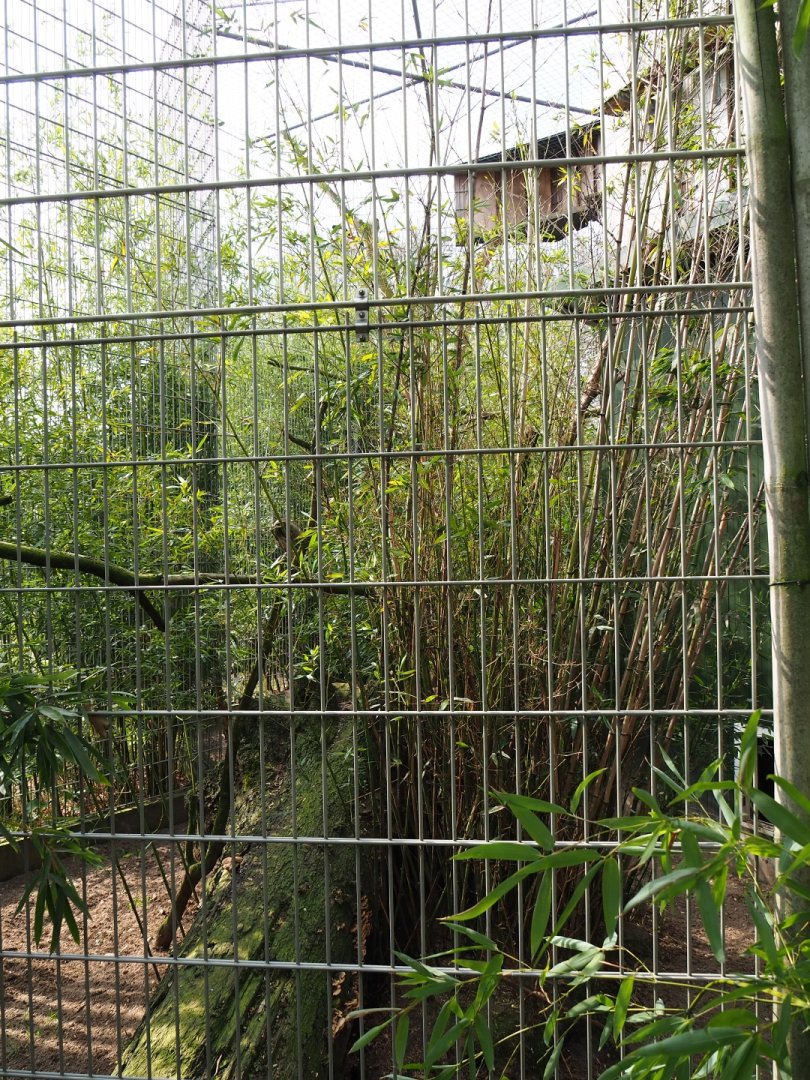 Binturong exhibit, 2019-04-06