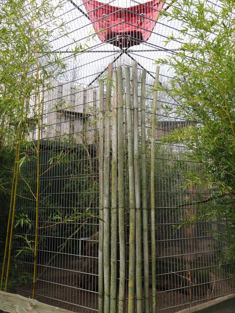 Binturong exhibit, 2019-04-06