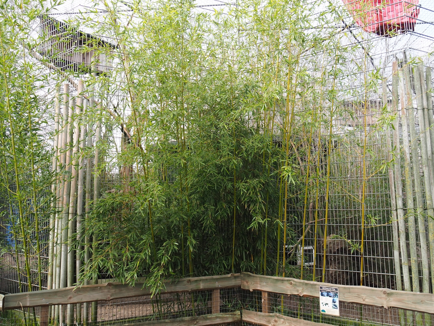 Binturong exhibit, 2019-04-06