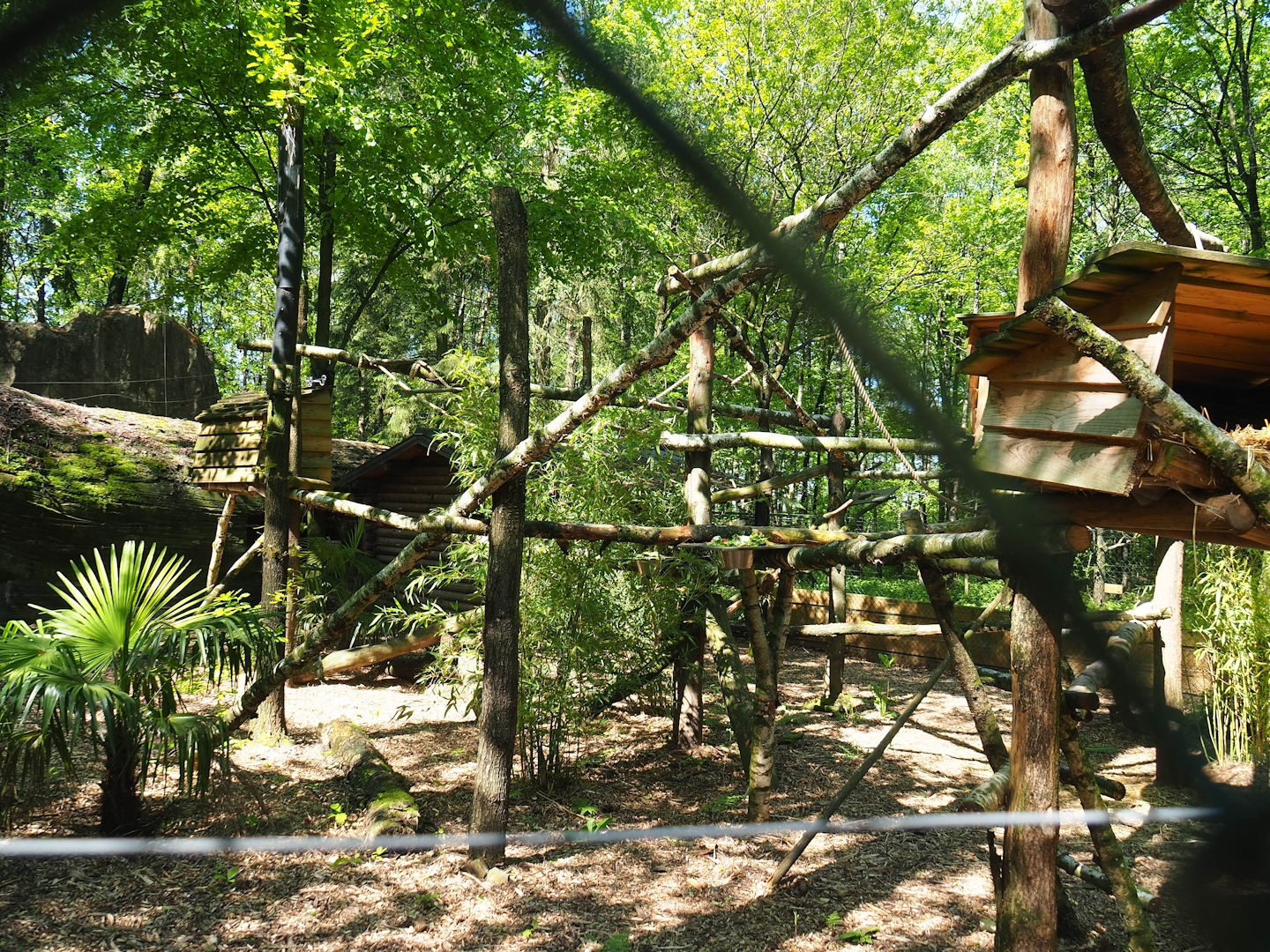 Binturong exhibit, 2023-05-19