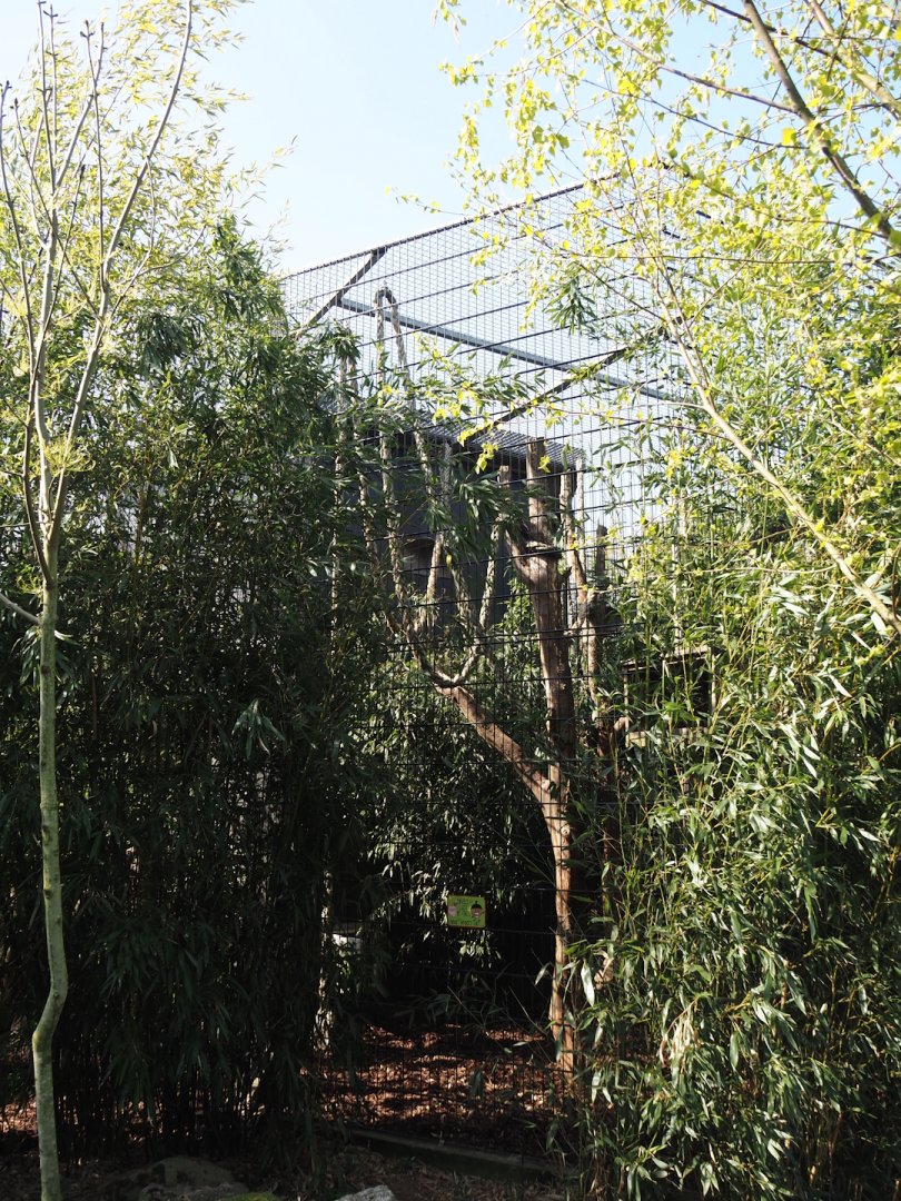 Binturong exhibit, 2025-04-12