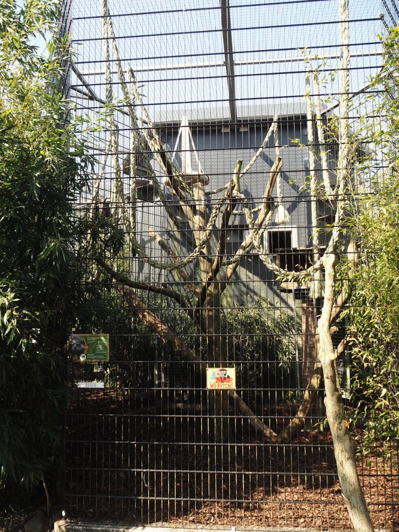 Binturong exhibit, 2025-04-12