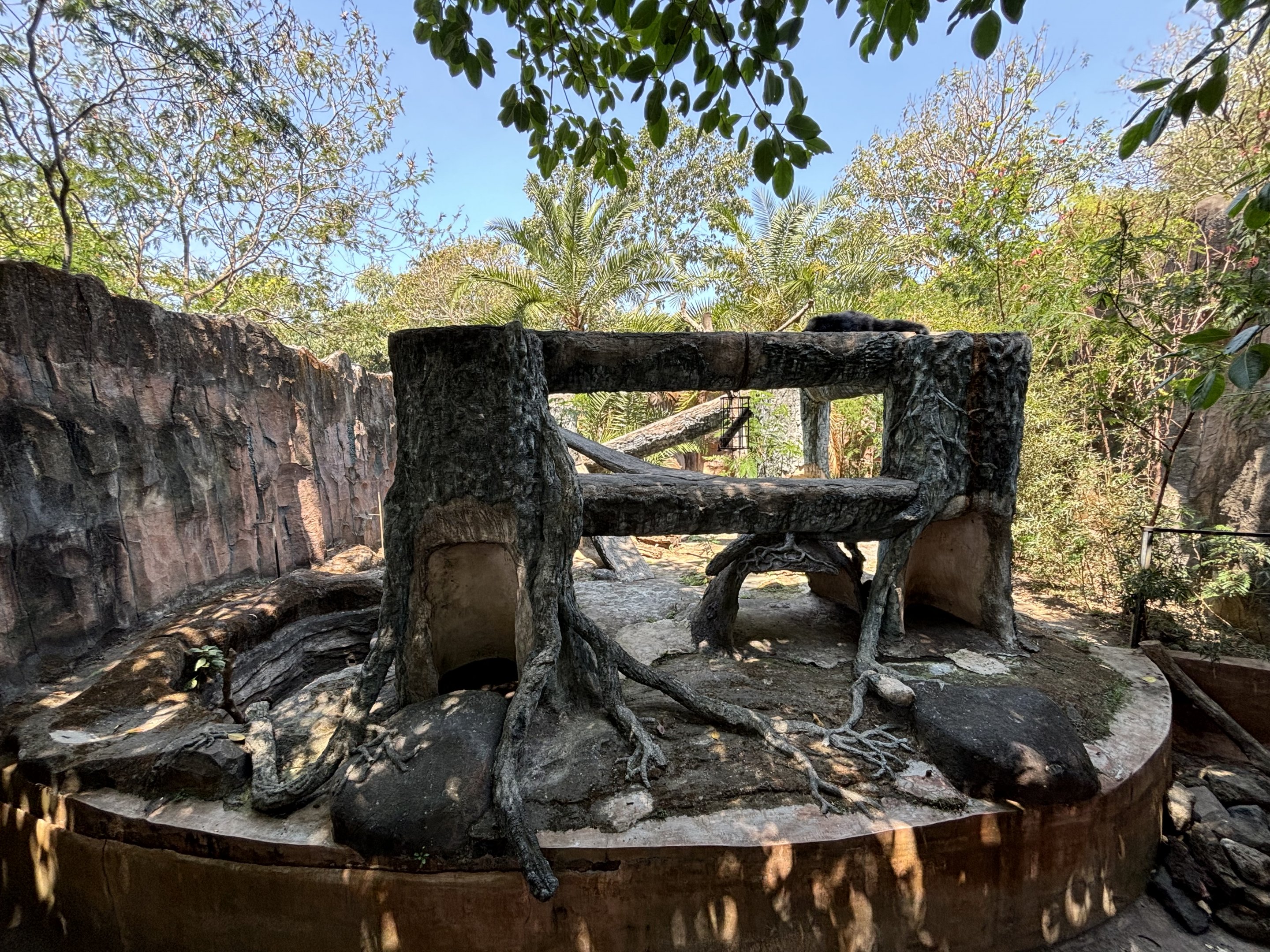 Binturong Exhibit #3