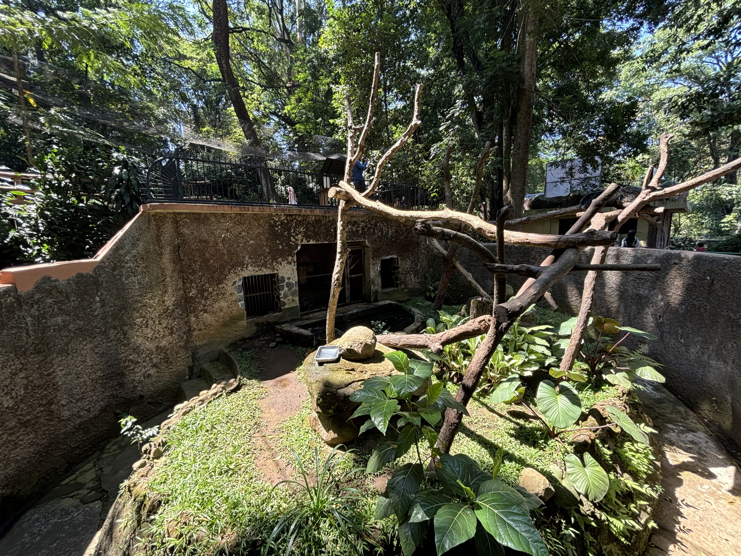 Binturong Exhibit #3