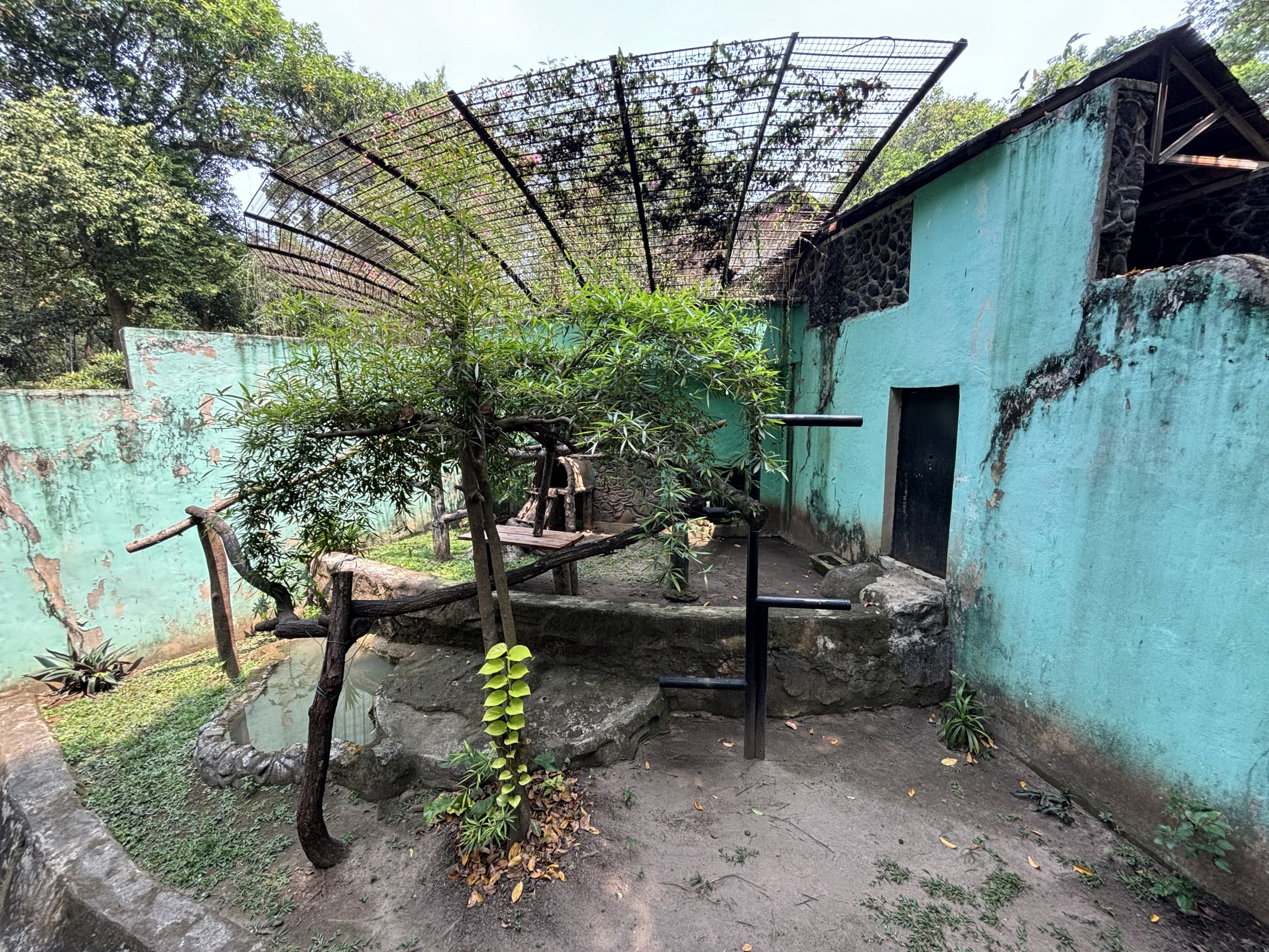 Binturong Exhibit #3