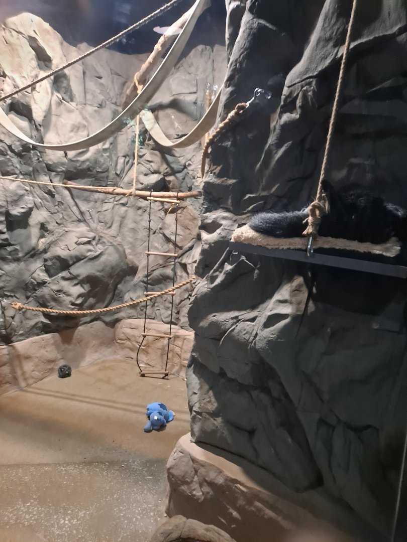 Binturong Exhibit (4/19/25)
