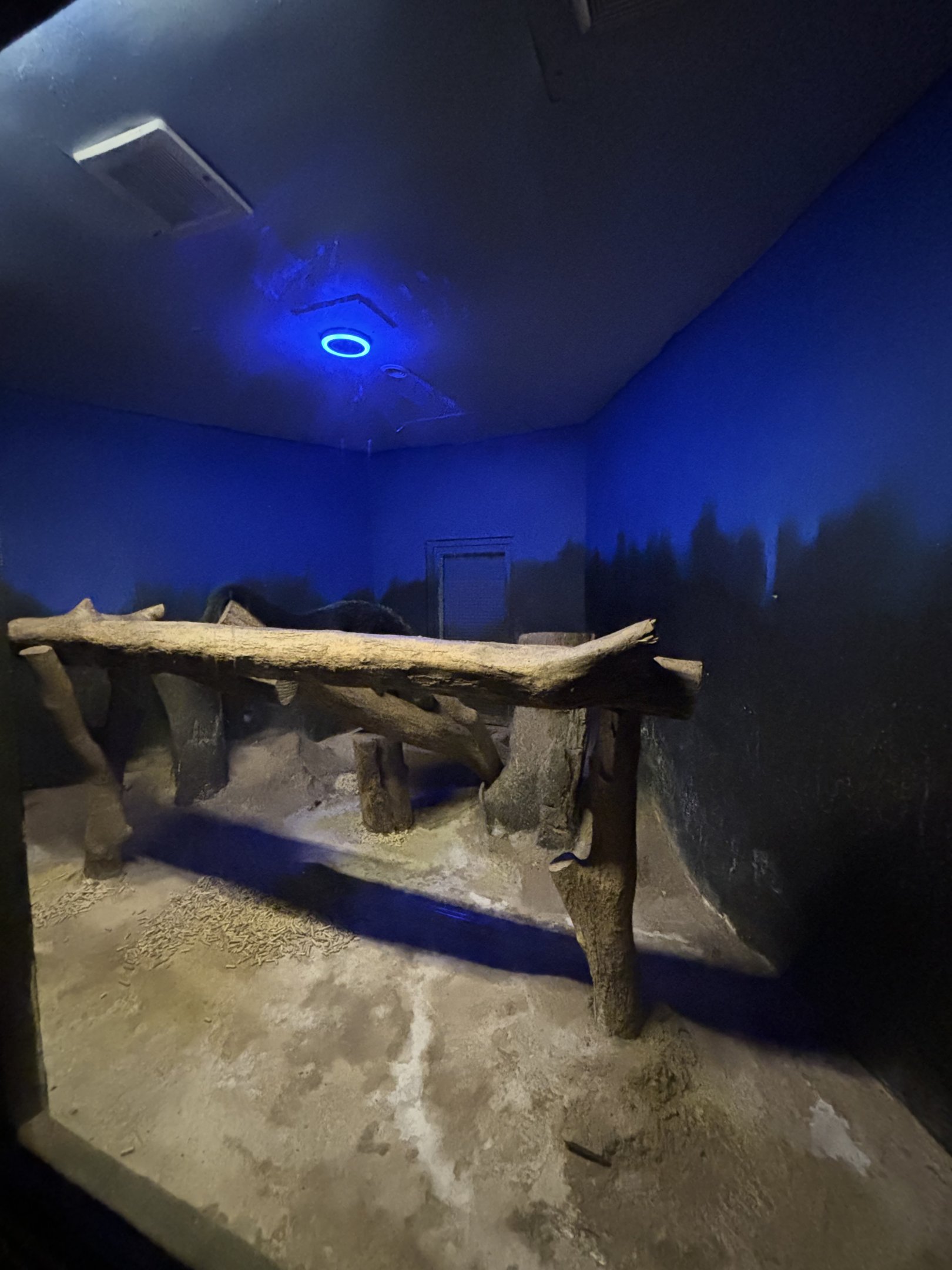 Binturong Exhibit #7