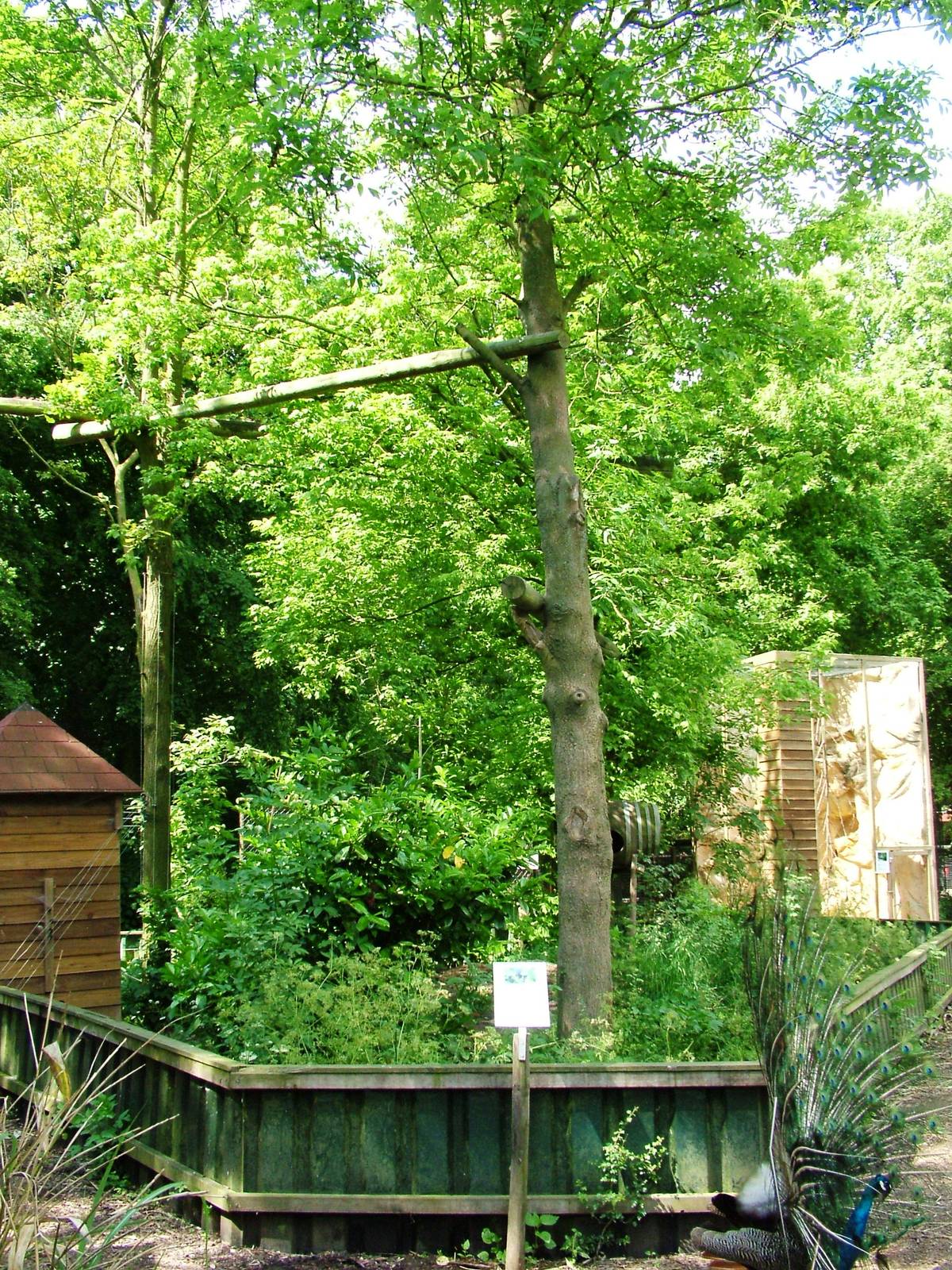 Binturong Exhibit at De Paay, 02/06/12