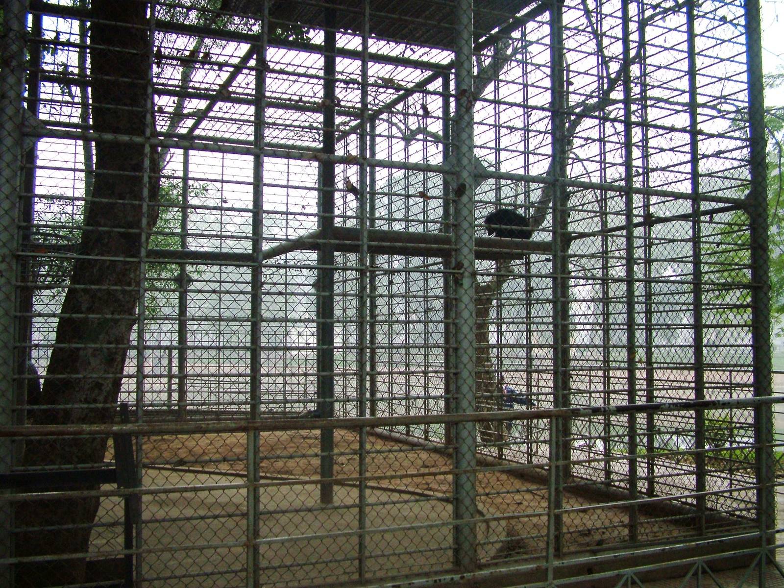 Binturong Exhibit at Hanoi Zoo, 15/03/12