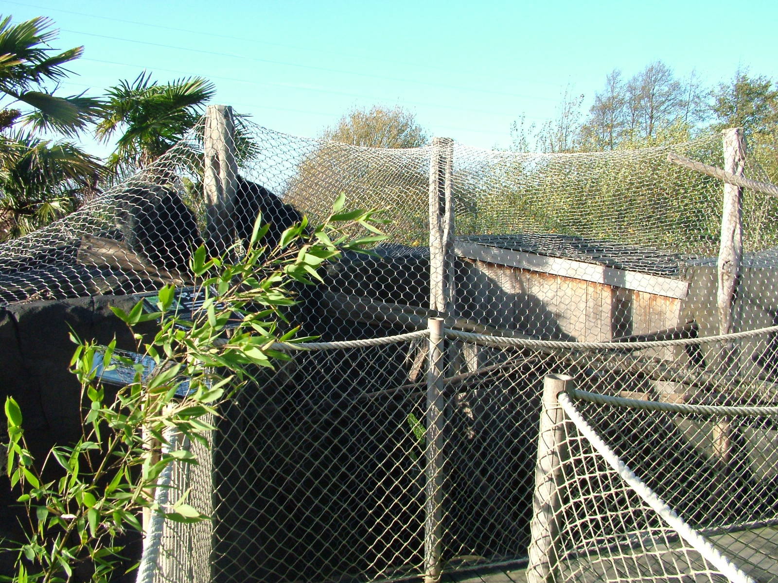 Binturong exhibit at the RSCC 28/11/09