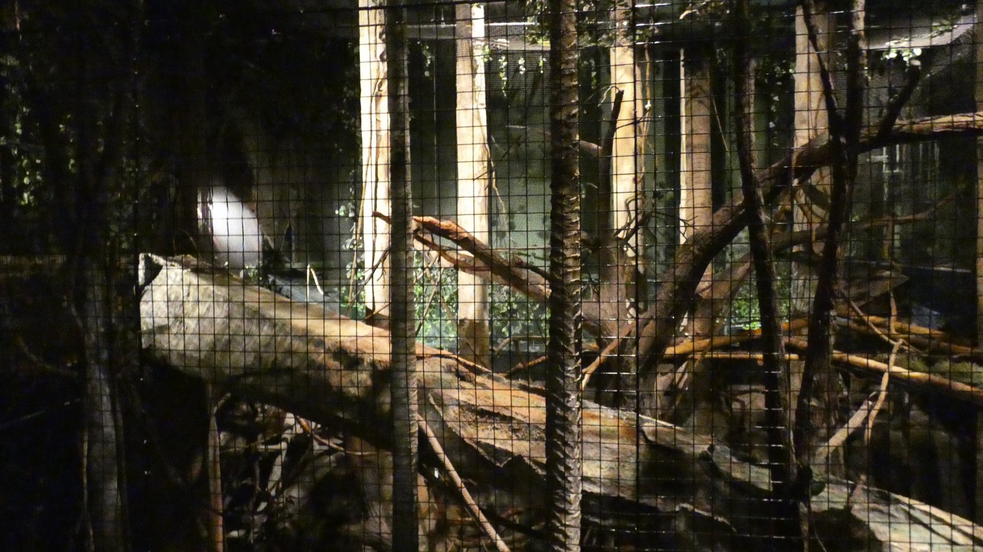 Binturong Exhibit, Clouded Leopard Rainforest - Sep. 2021