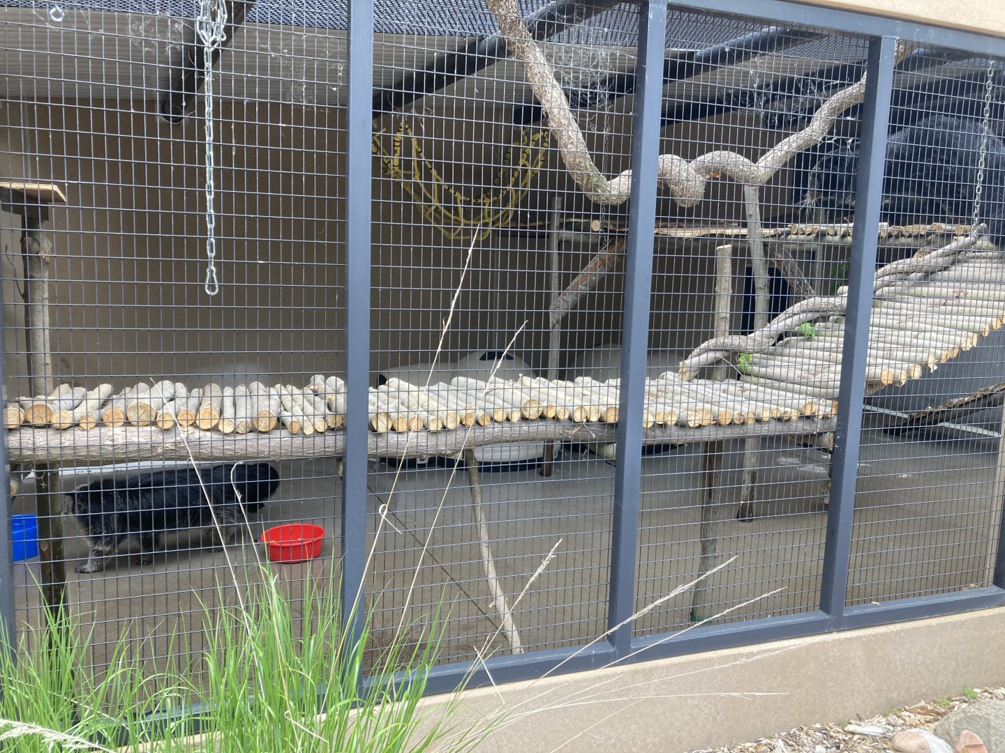 Binturong Exhibit (left half)