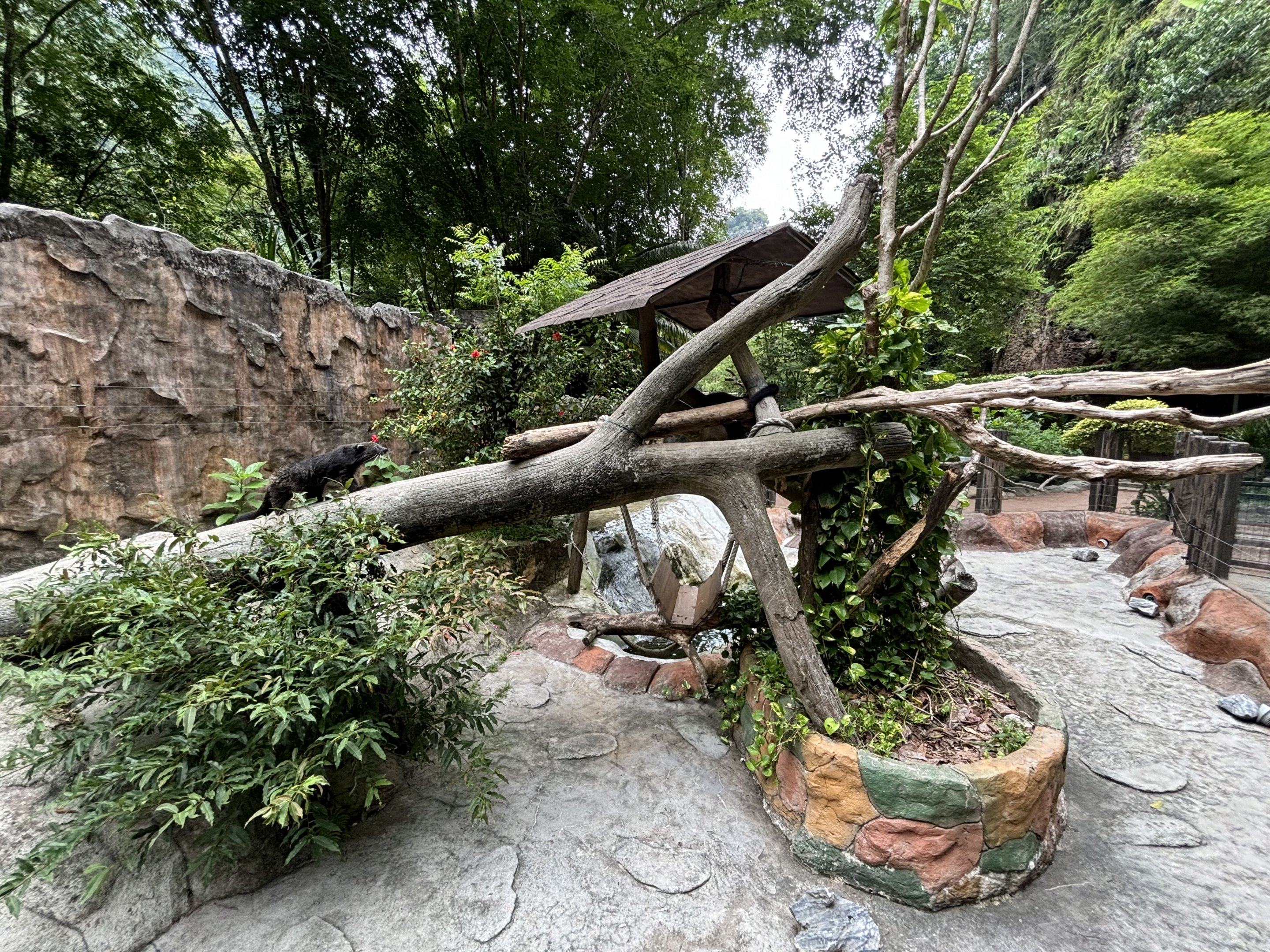 Binturong Exhibit - Lost World of Tambun