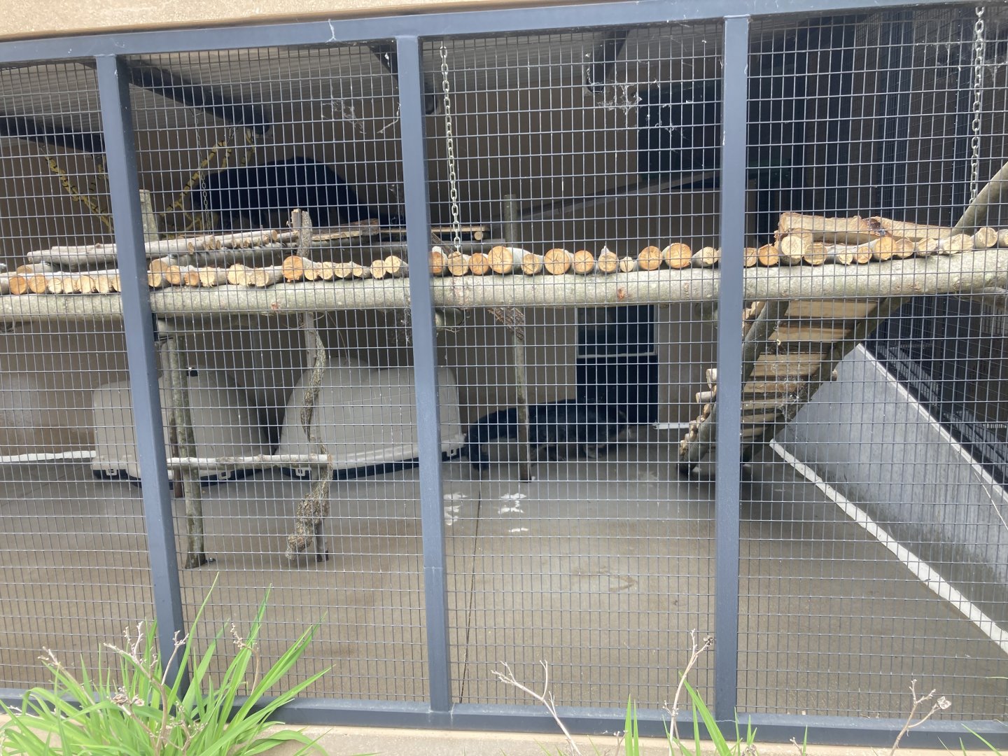 Binturong Exhibit (right half)